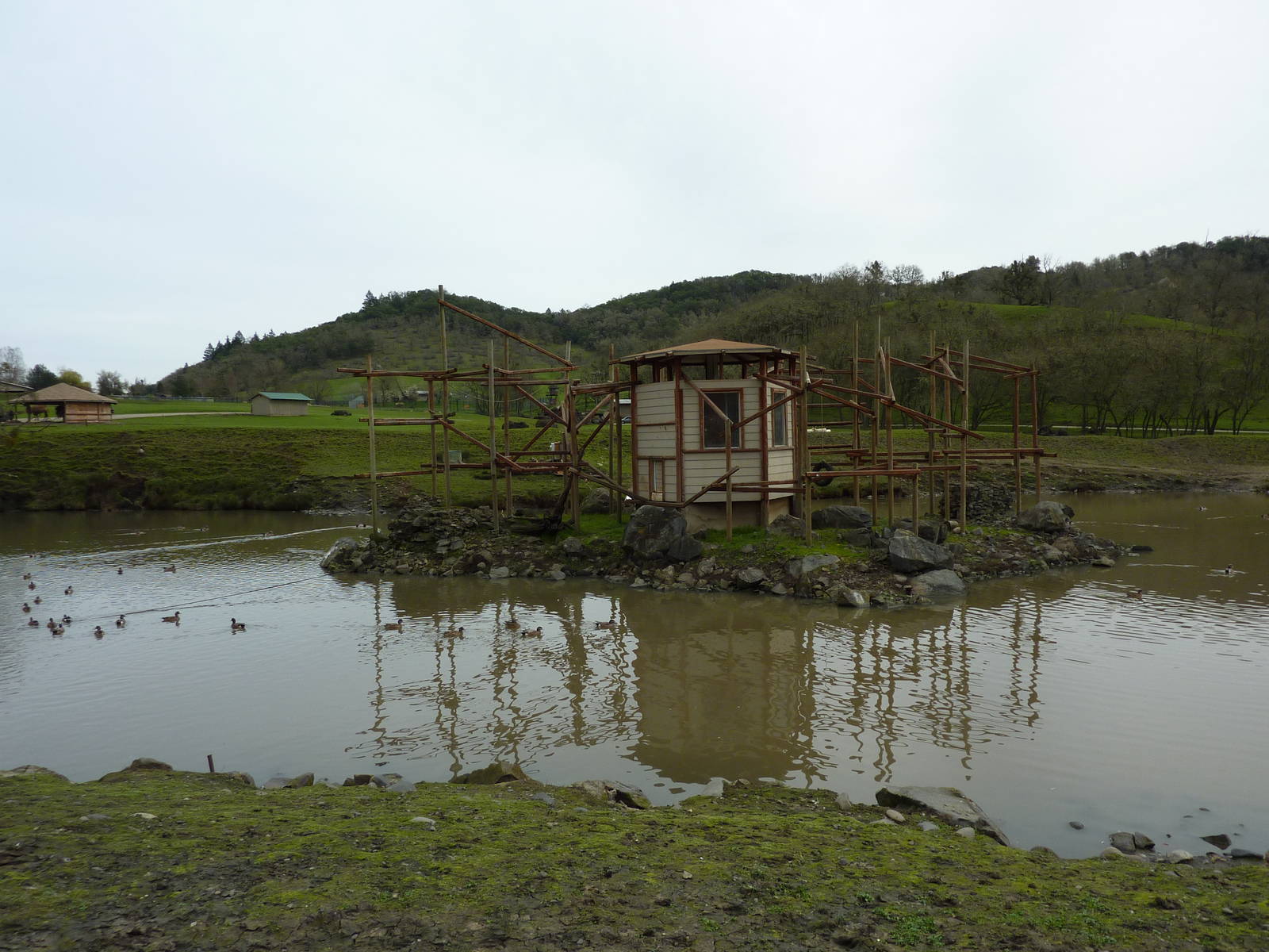 Asian Area - Siamang Exhibit