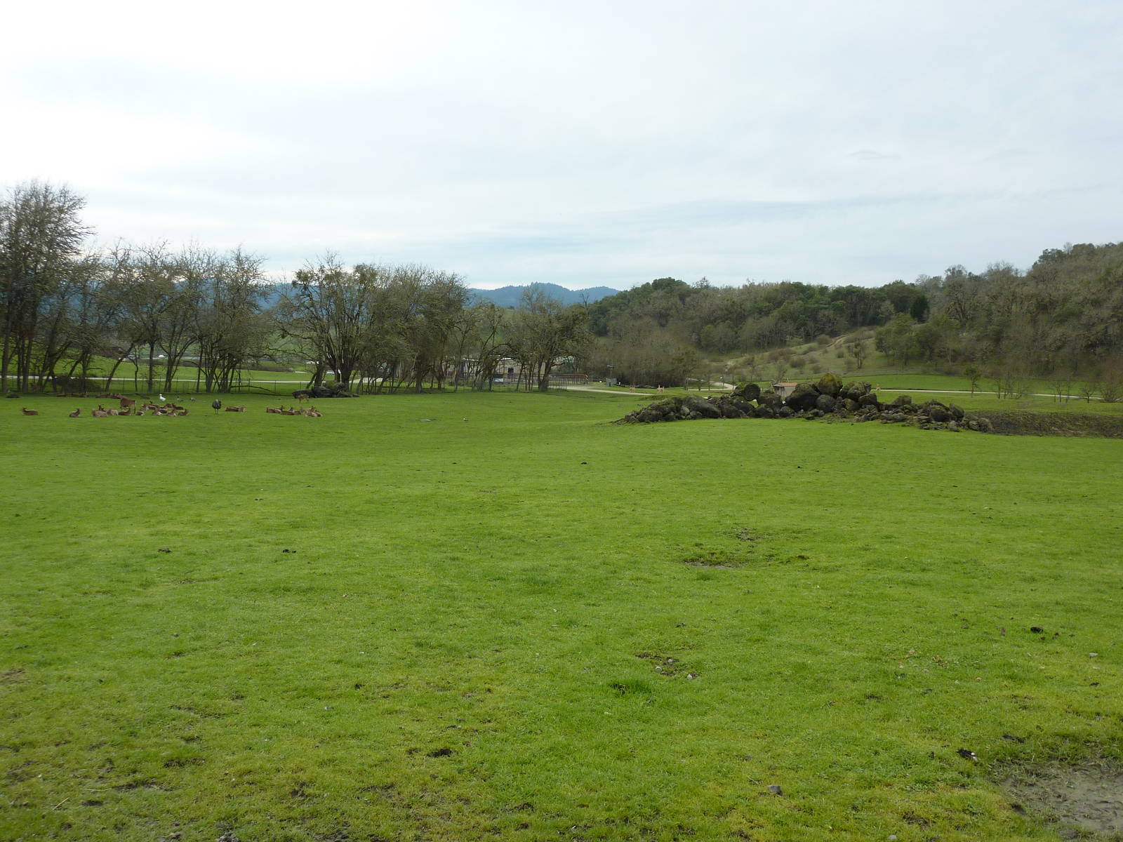 Asian Area - Sika Deer