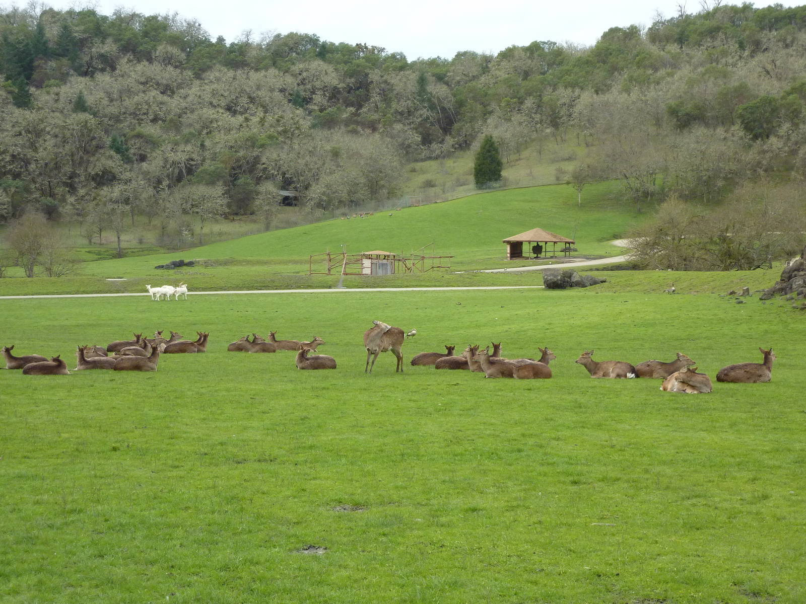 Asian Area - Sika + White Fallow Deer