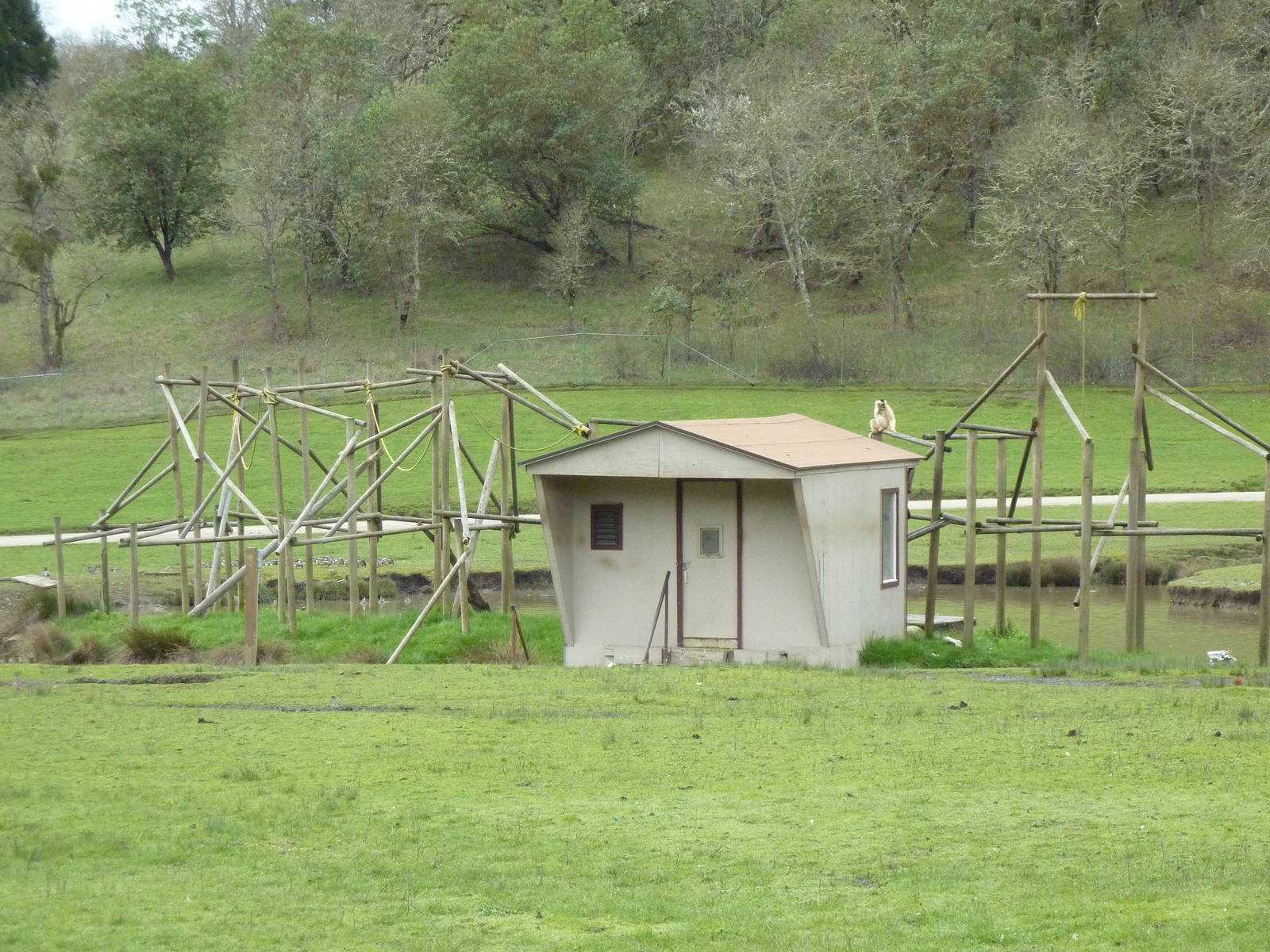 Asian Area - White-Cheeked Gibbon Exhibit