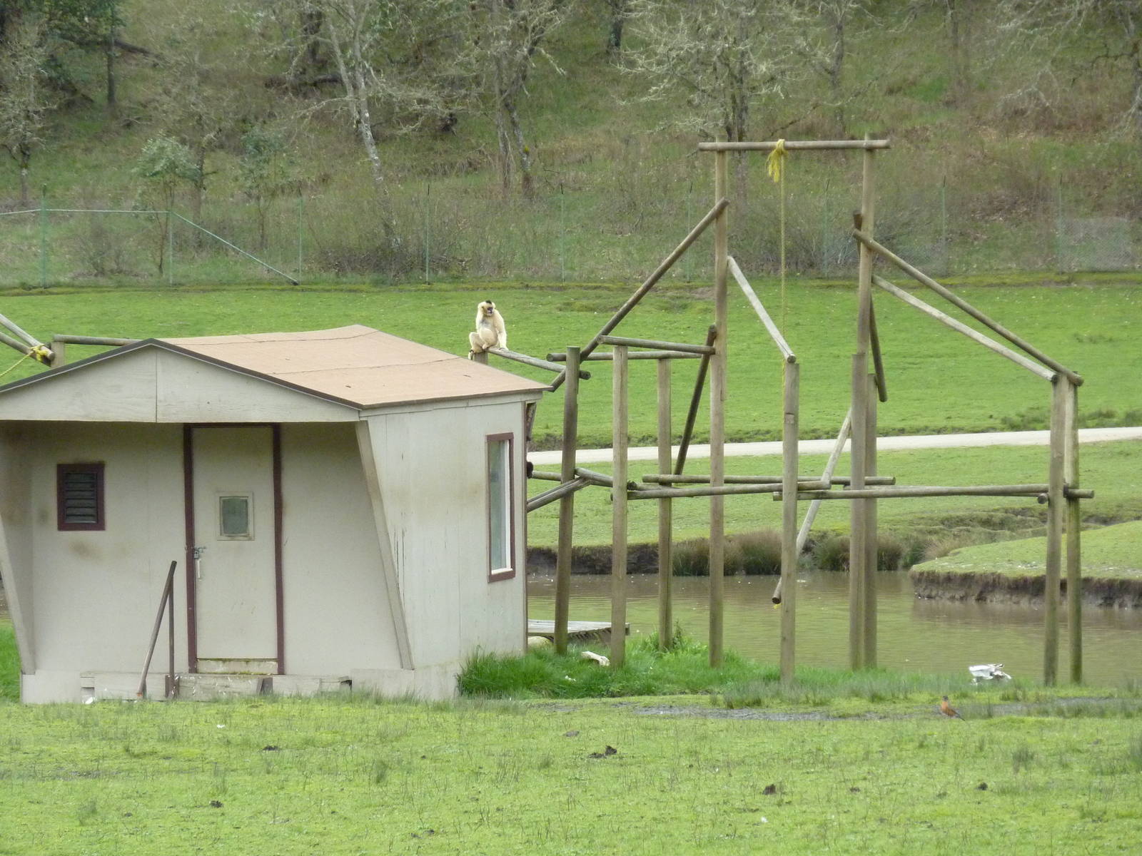 Asian Area - White-Cheeked Gibbon Exhibit