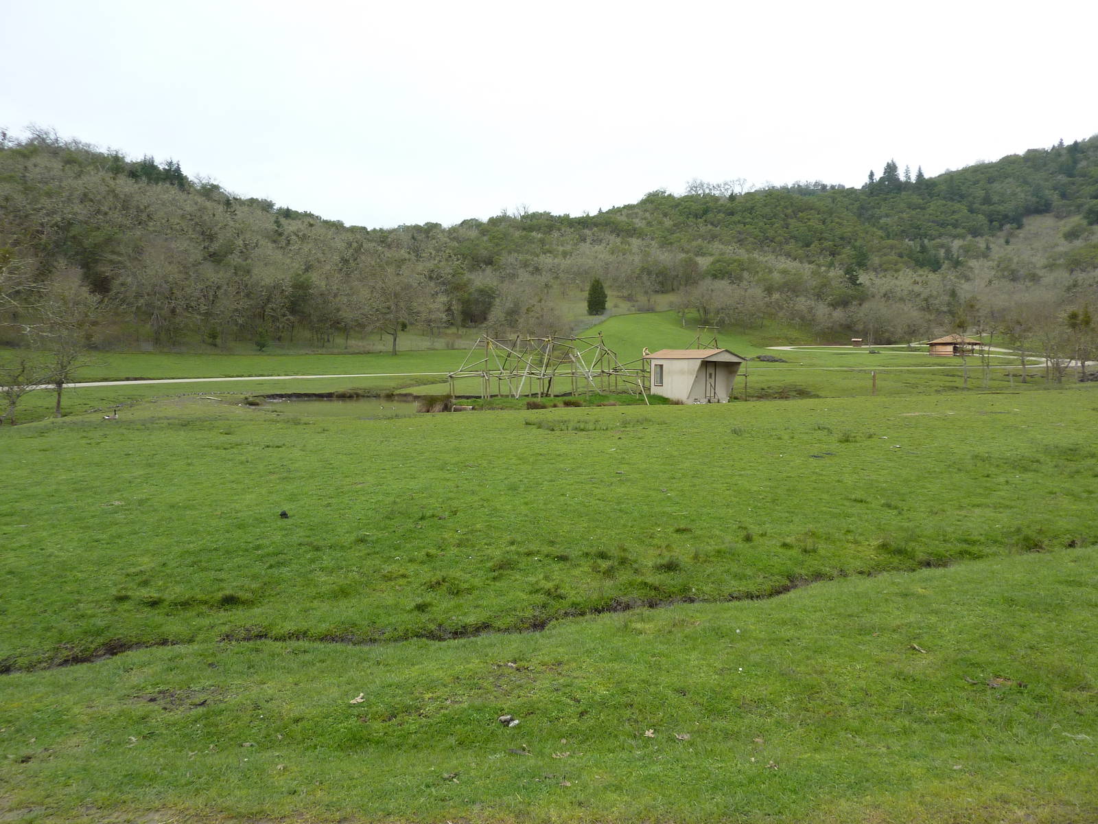 Asian Area - White-Cheeked Gibbon Exhibit