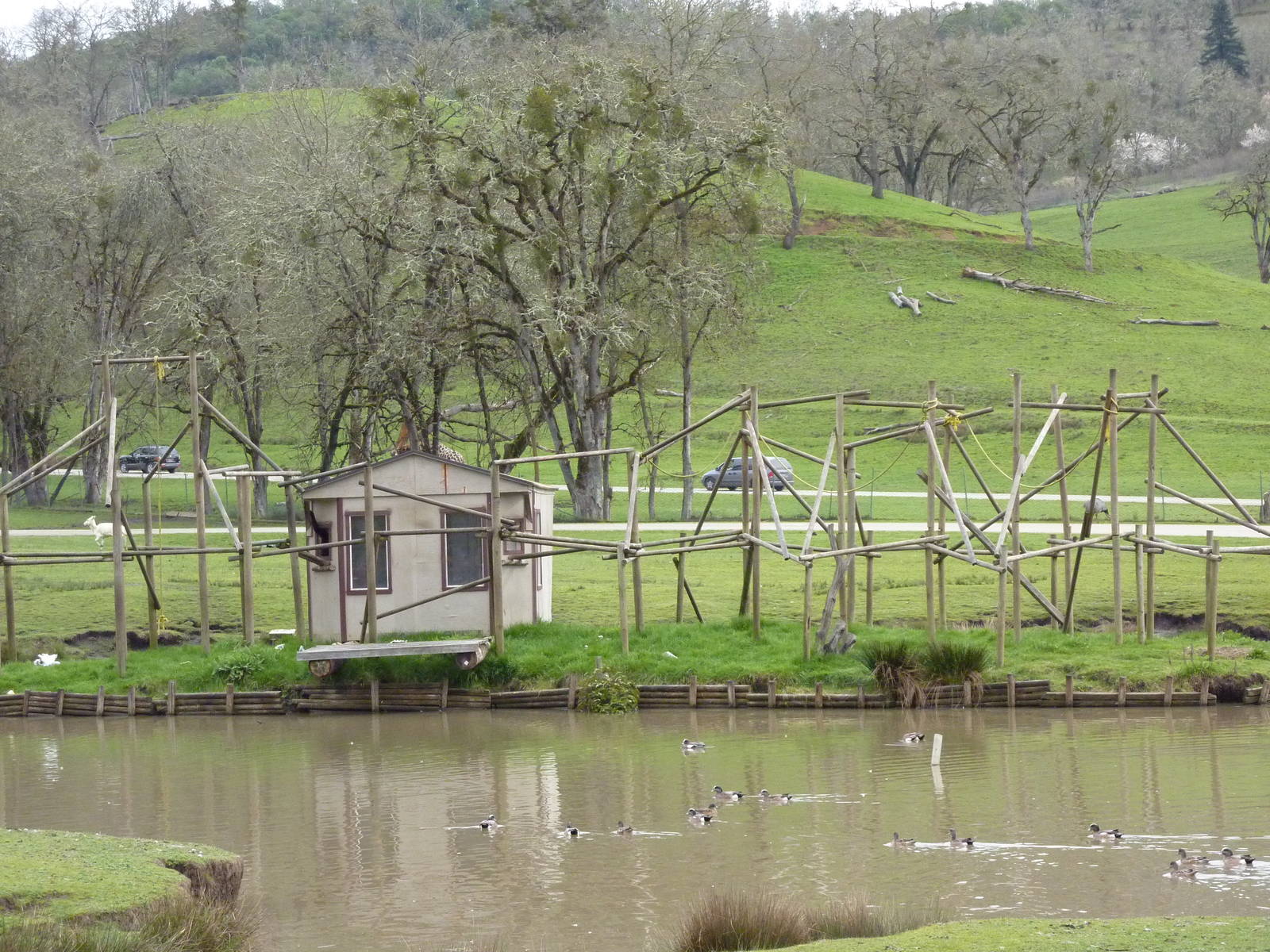 Asian Area -  White-Cheeked Gibbon Exhibit