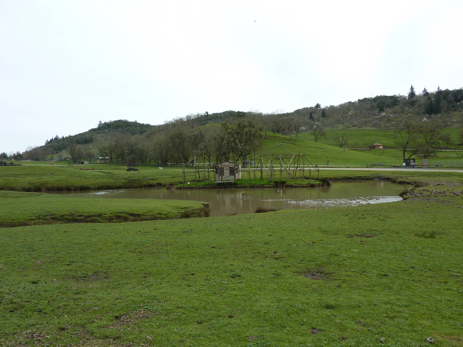 Asian Area - White-Cheeked Gibbon Exhibit