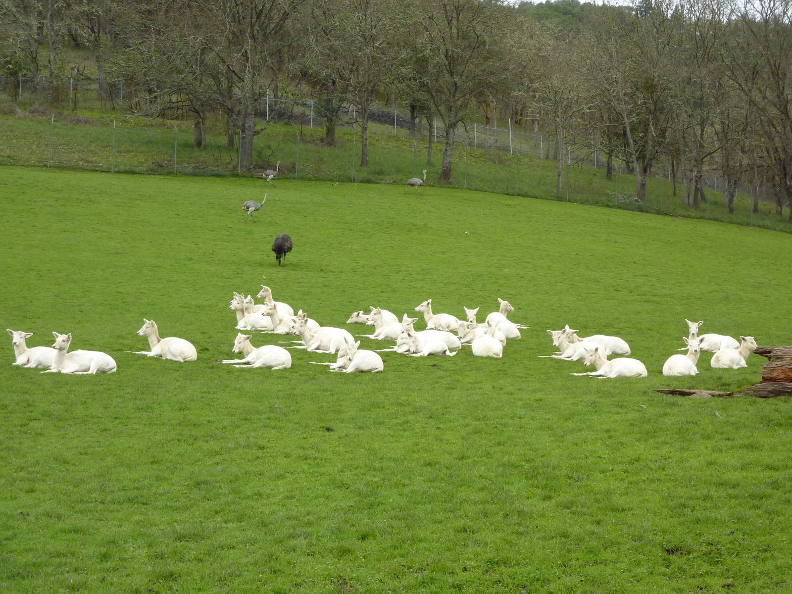 Asian Area - White Fallow Deer/Emu/Rhea