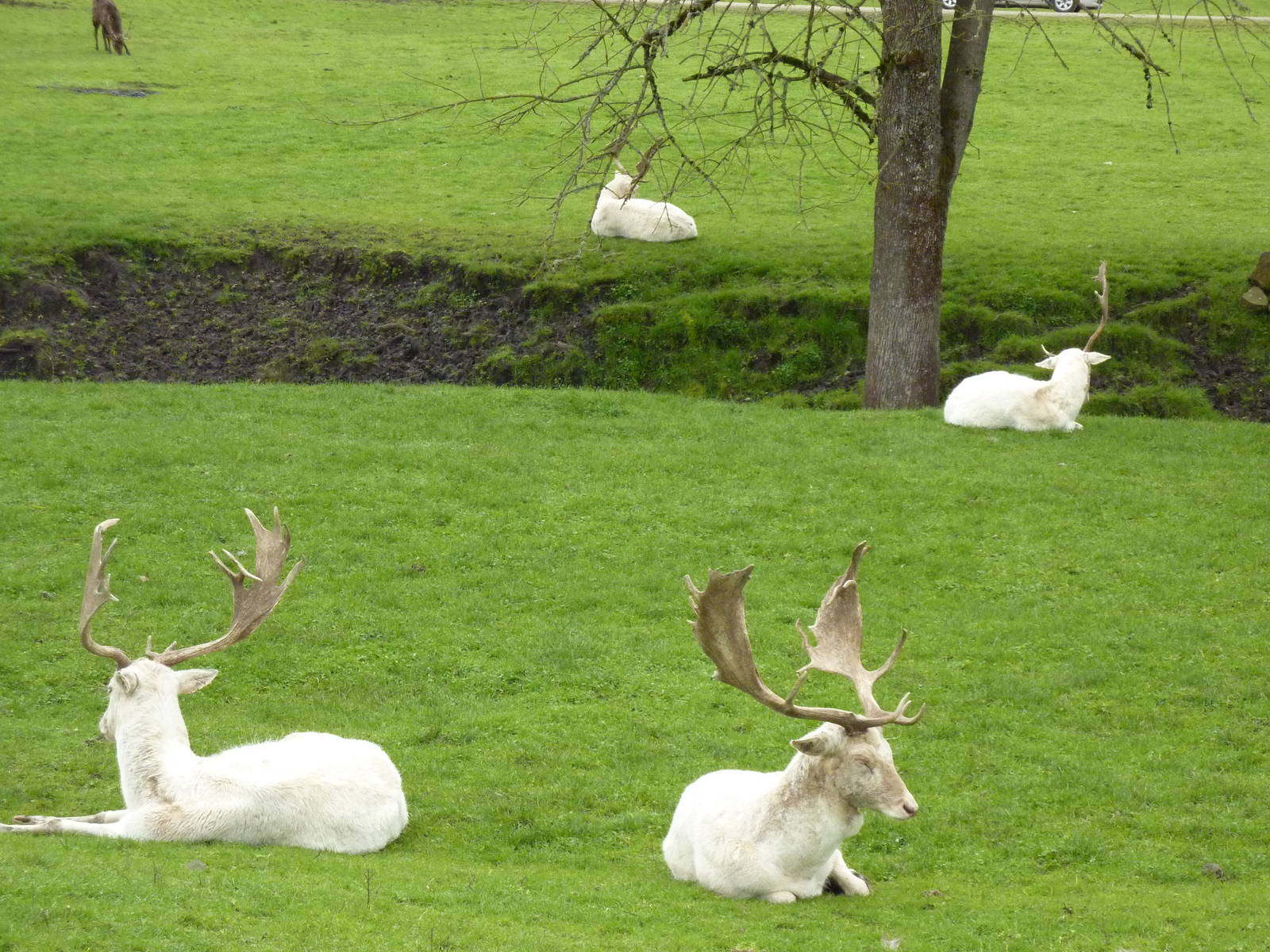 Asian Area -White Fallow Deer