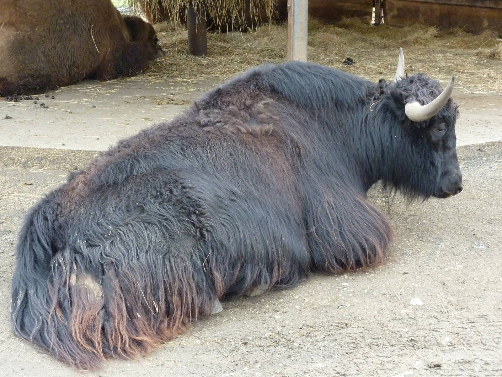 Asian Area - Yak