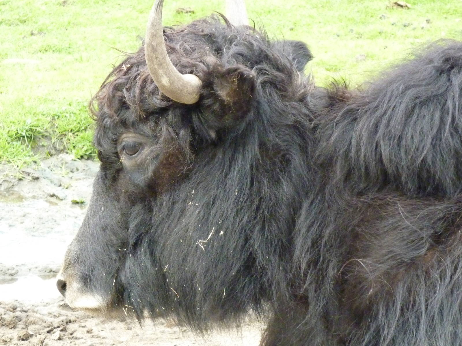 Asian Area - Yak