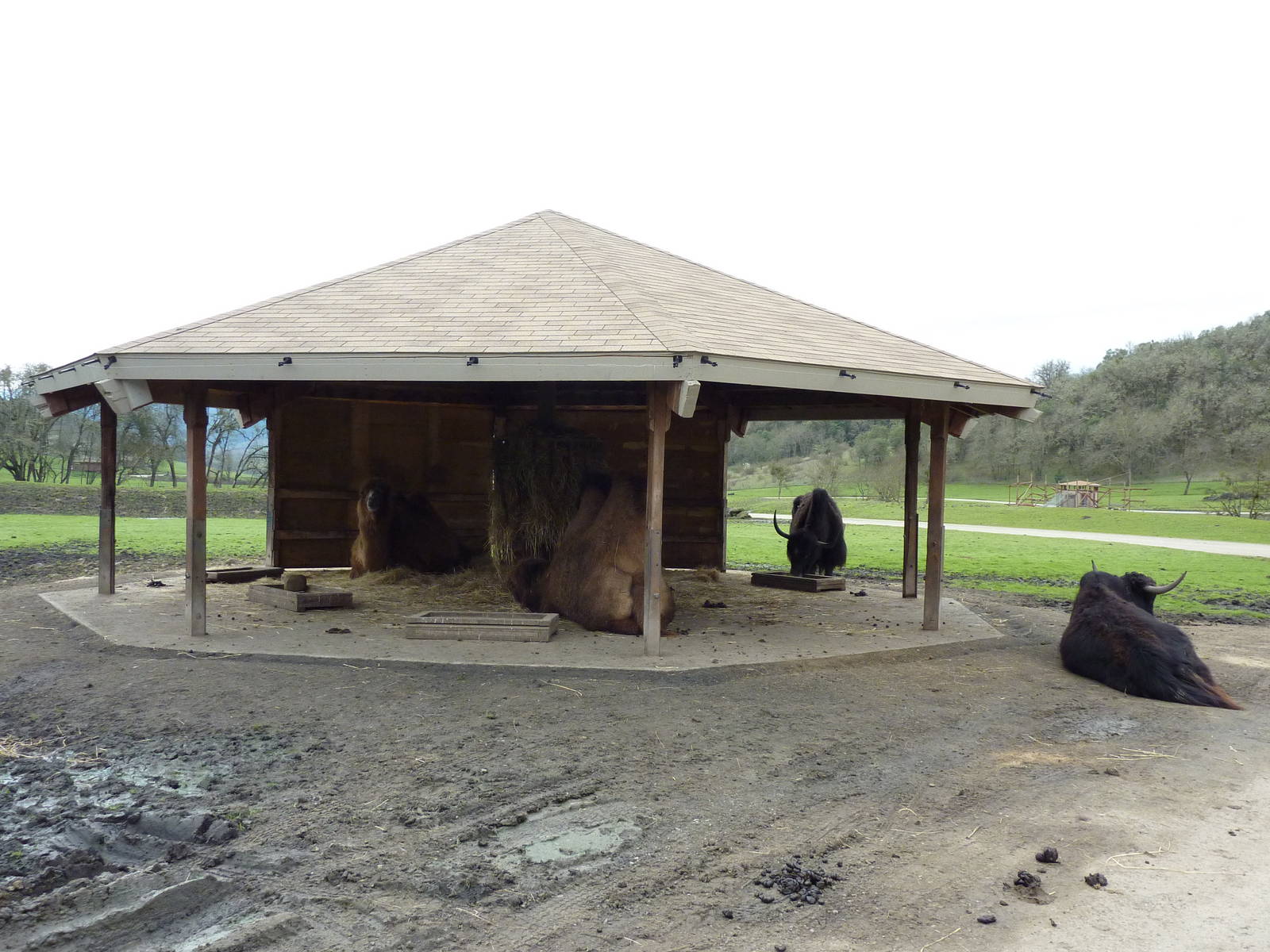 Asian Area - Yaks + Bactrian Camels
