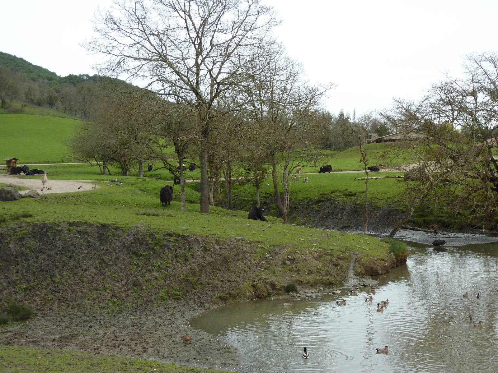 Asian Area -Yaks + Guanacos