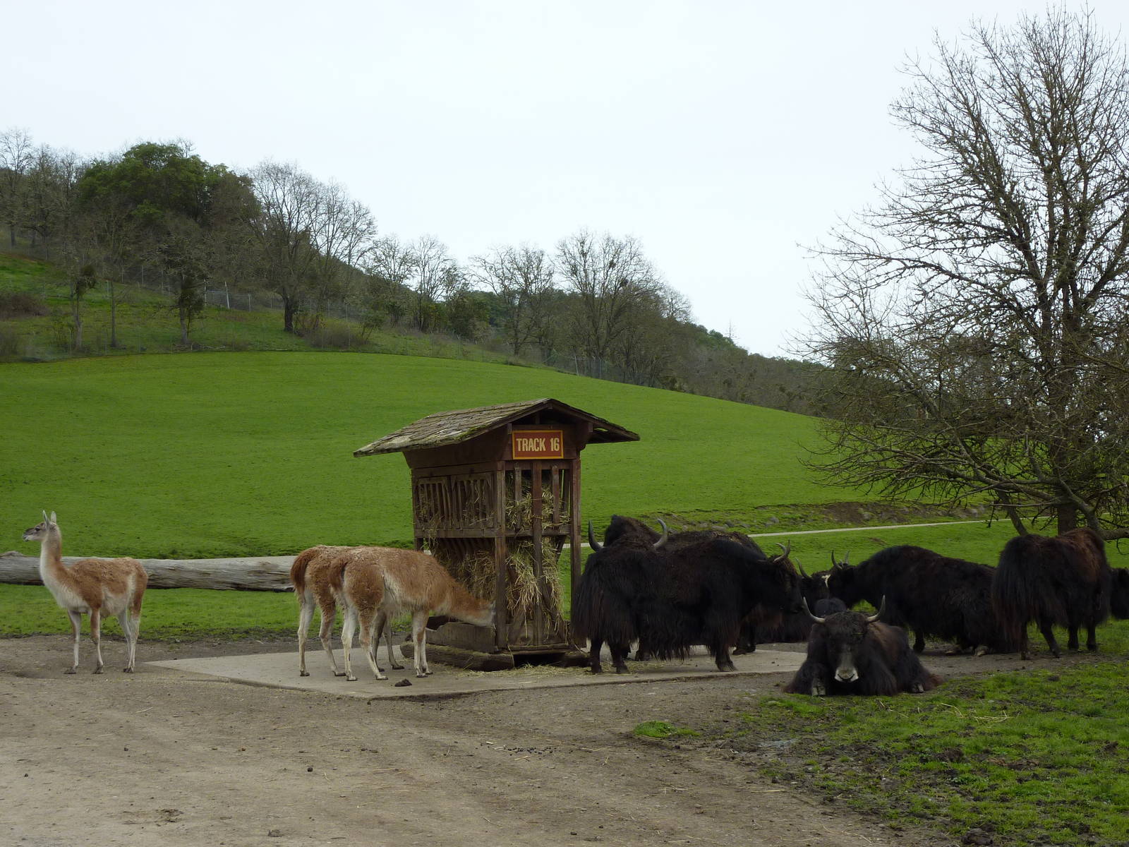 Asian Area -Yaks + Guanacos