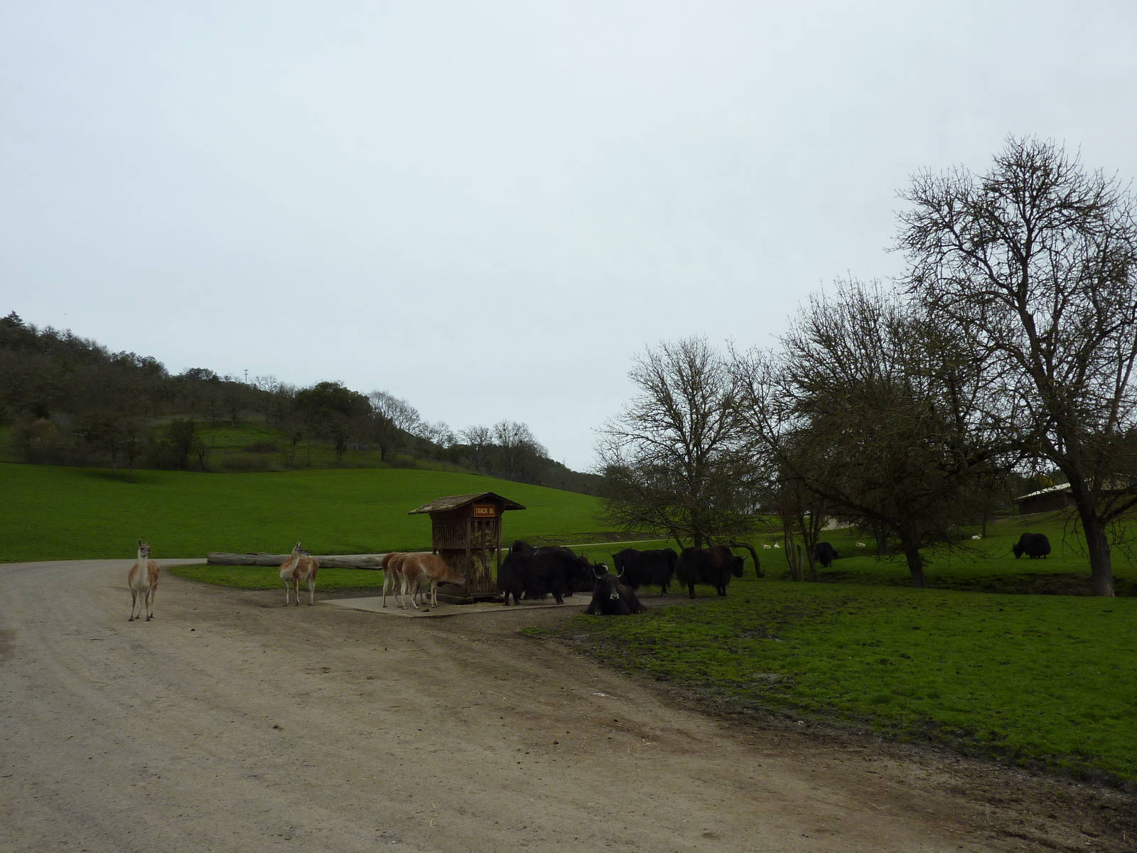 Asian Area -Yaks + Guanacos