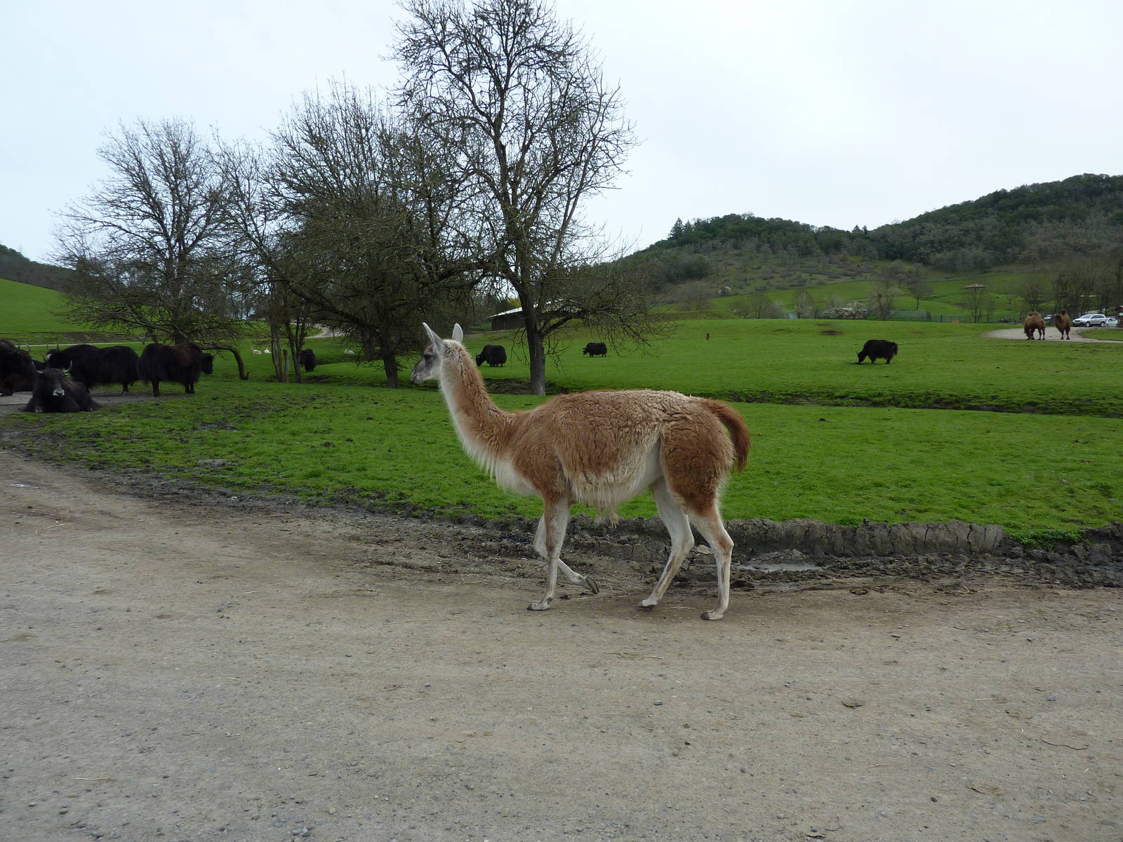 Asian Area -Yaks + Guanacos