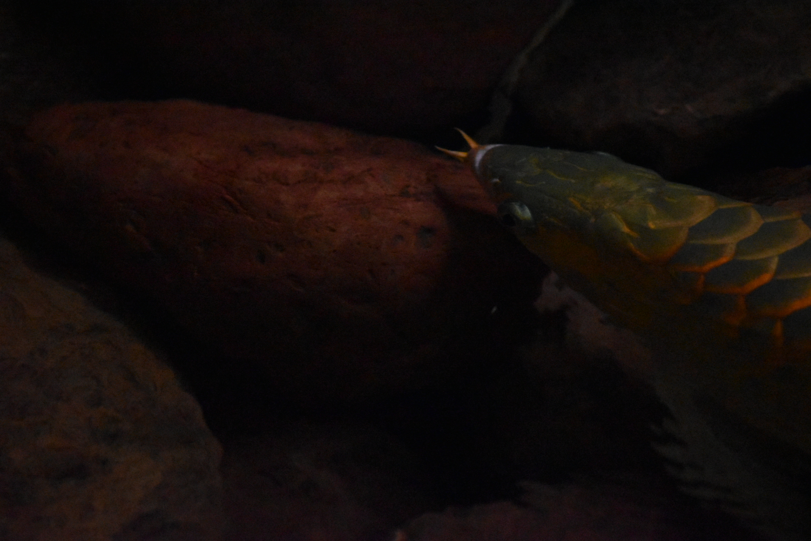 Asian Arowana- Dallas World Aquarium