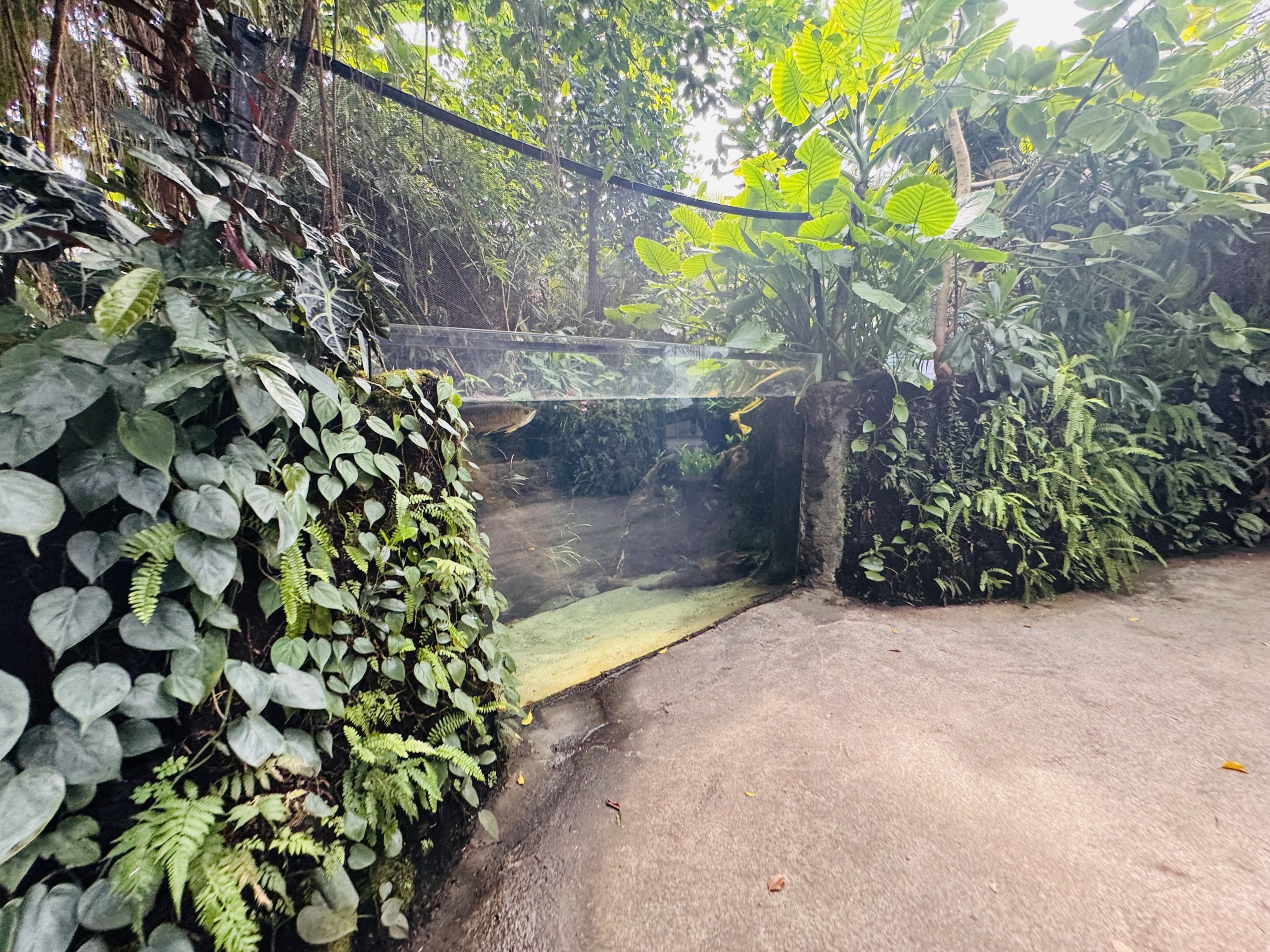 Asian arowana/datnoid tank