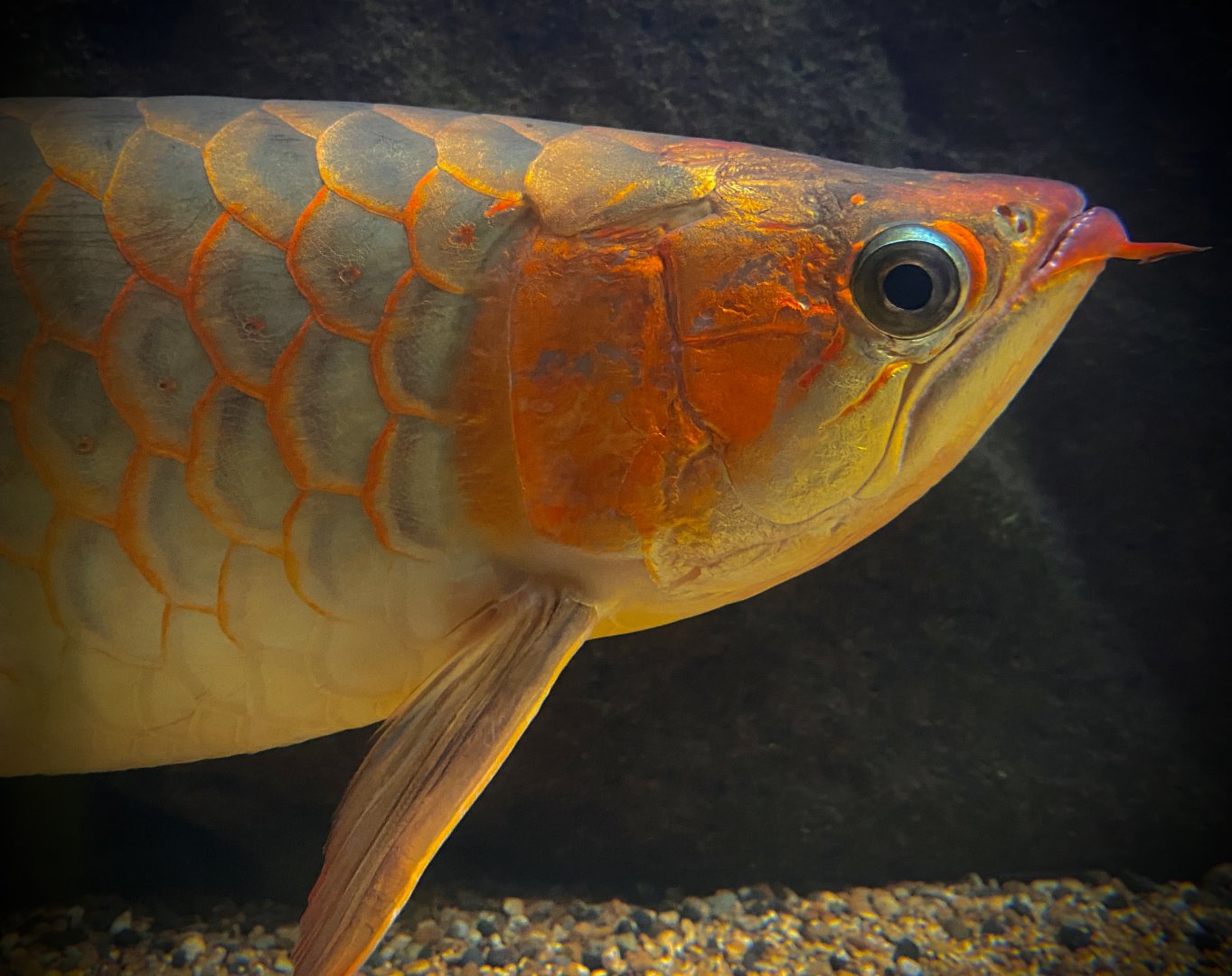 Asian Arowana, “Kalimantan Super Red” (Scleropages legendrei)