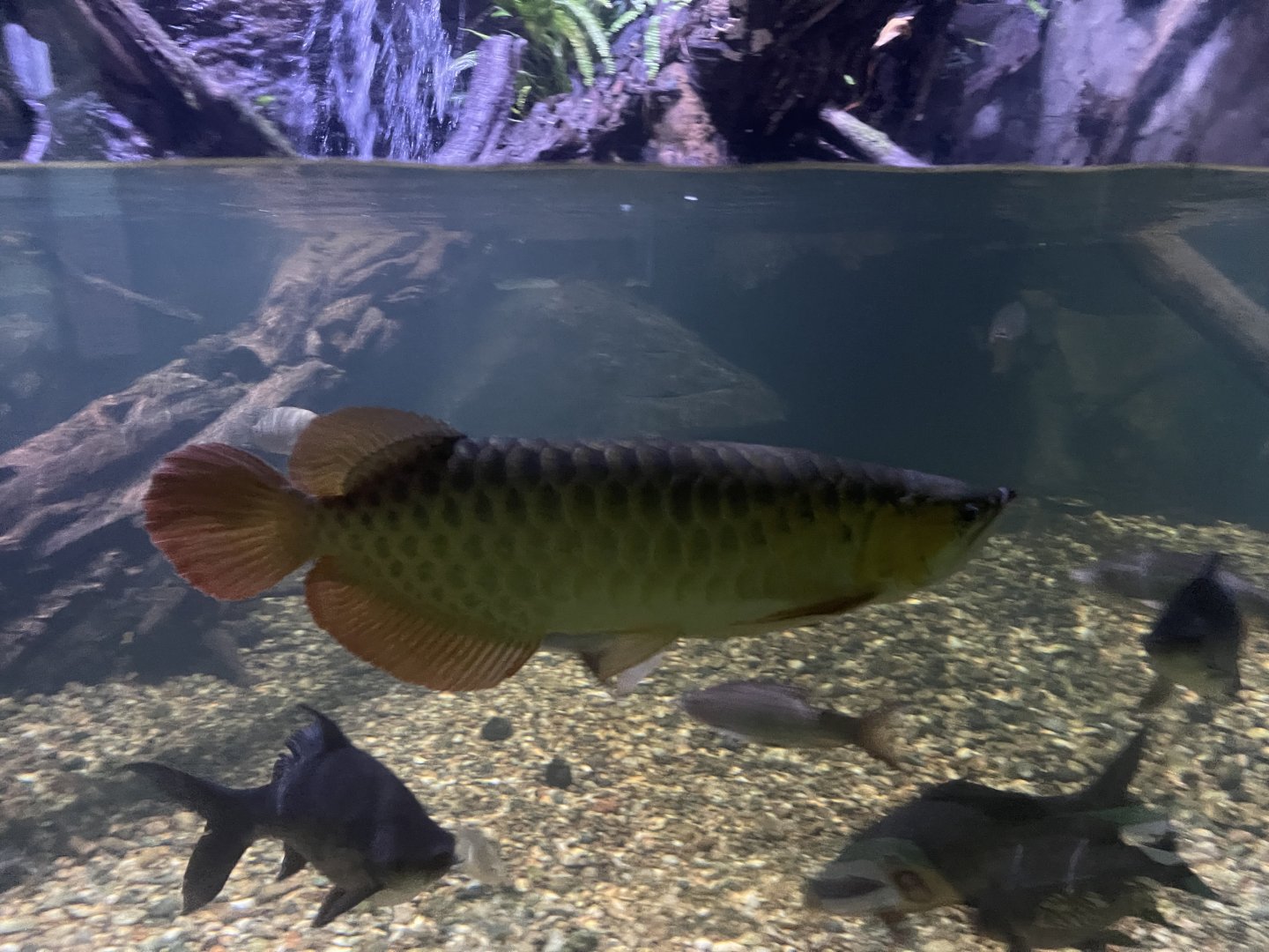 asian arowana (scelopages formosus) - dunia air tawar