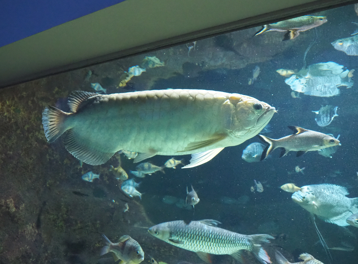 Asian arowana (Scleropages formosus), 2022-03-16