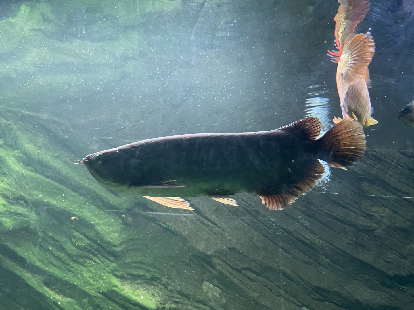 asian arowana (scleropages formosus) - dunia air tawar