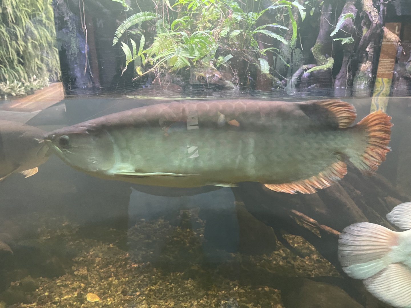 asian arowana (scleropages formosus) - dunia air tawar