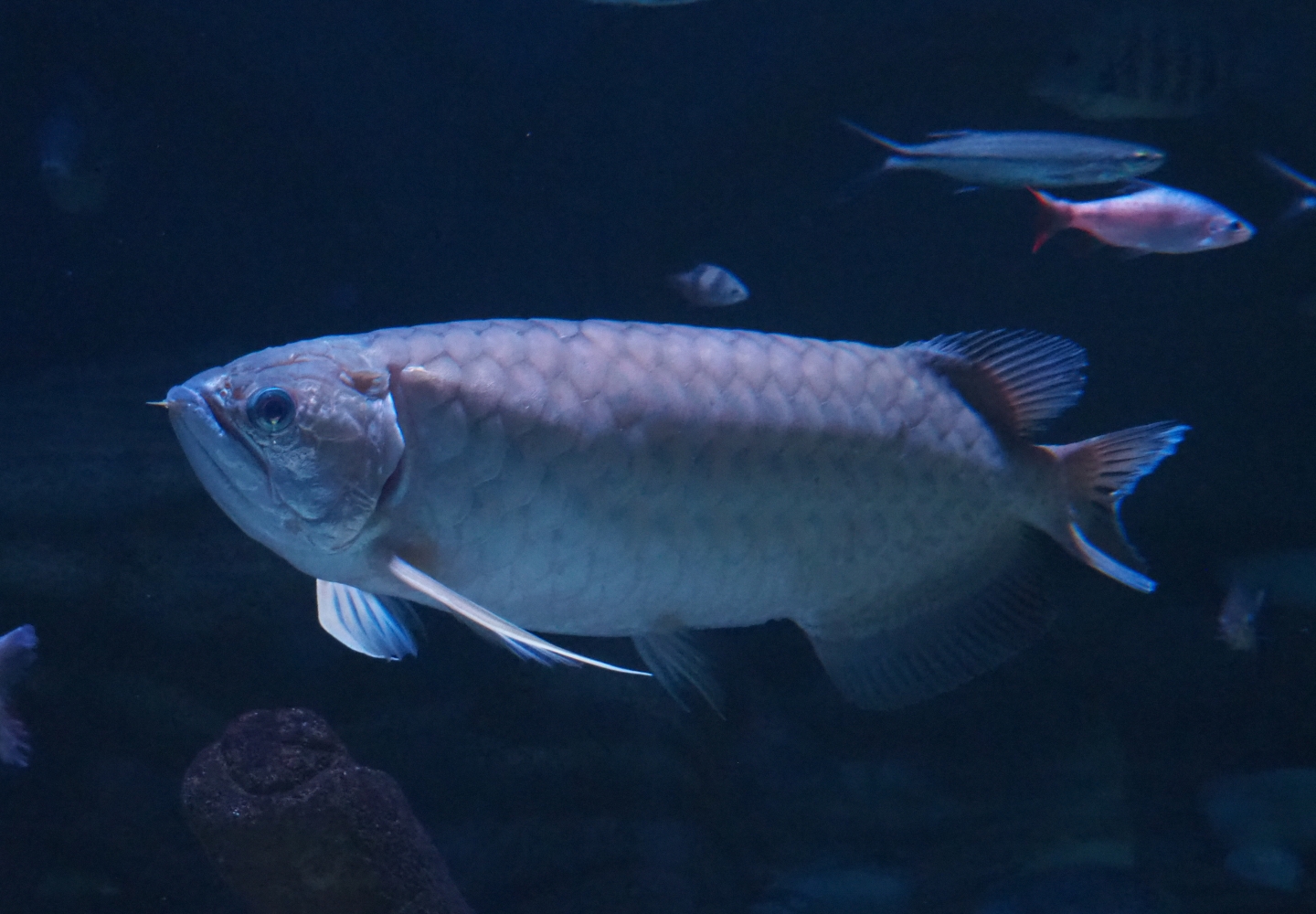 Asian arowana (Scleropages formosus), Feb 27th, 2019