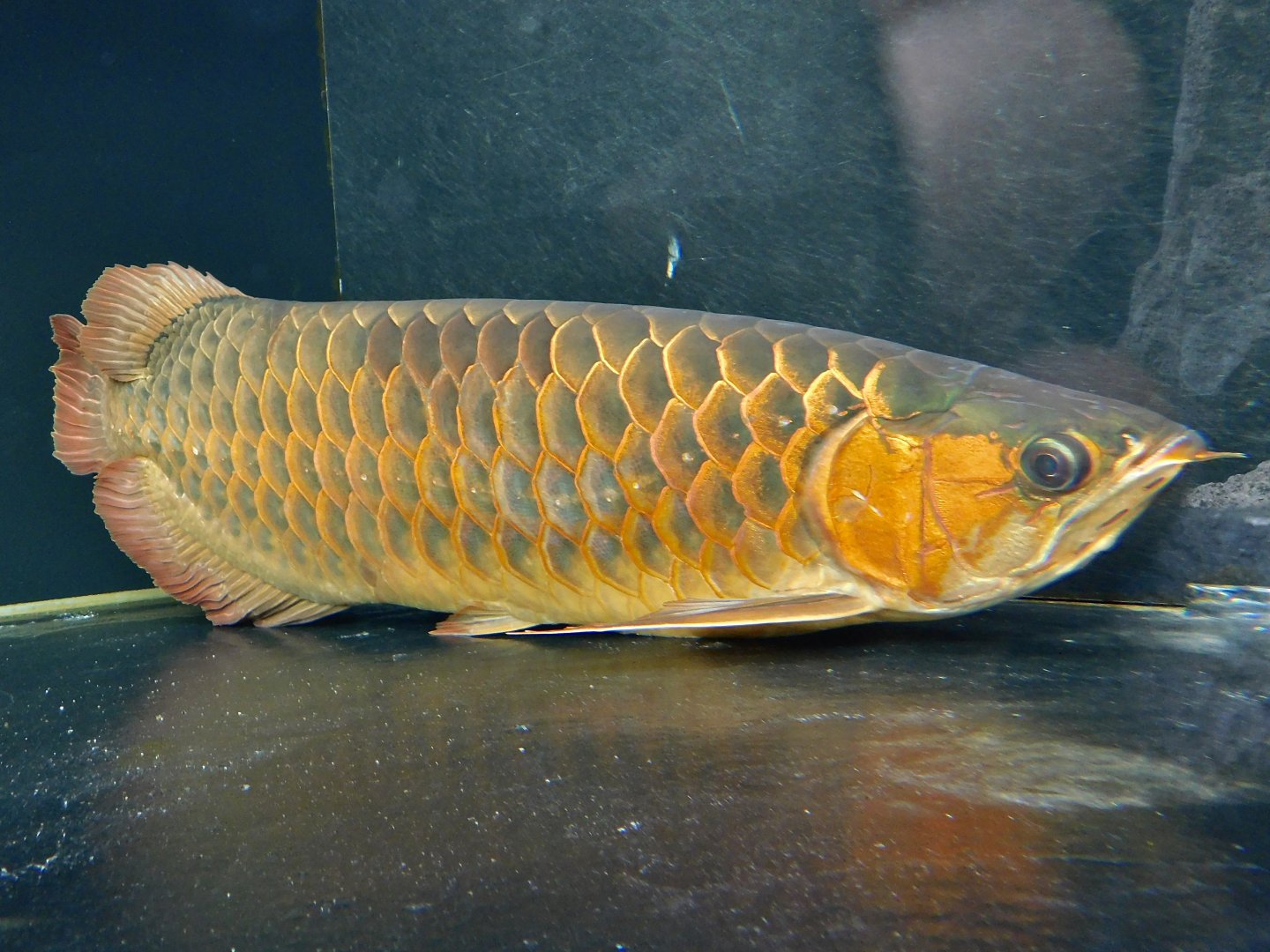 Asian Arowana (Scleropages formosus) February 23, 2025