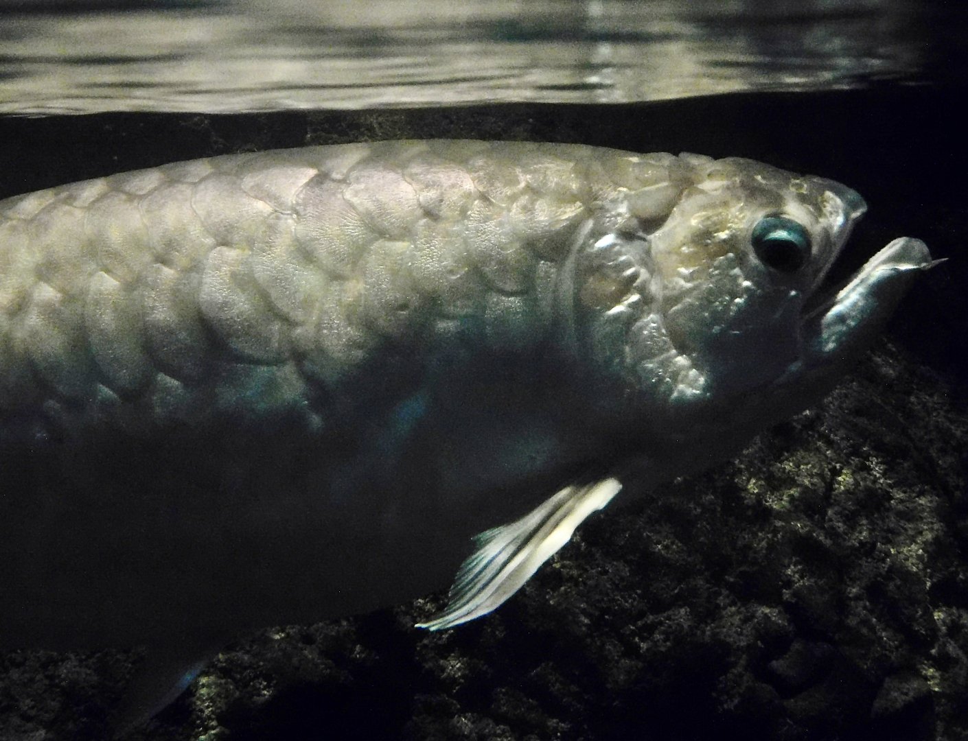 Asian Arowana (Scleropages formosus) October 26, 2025