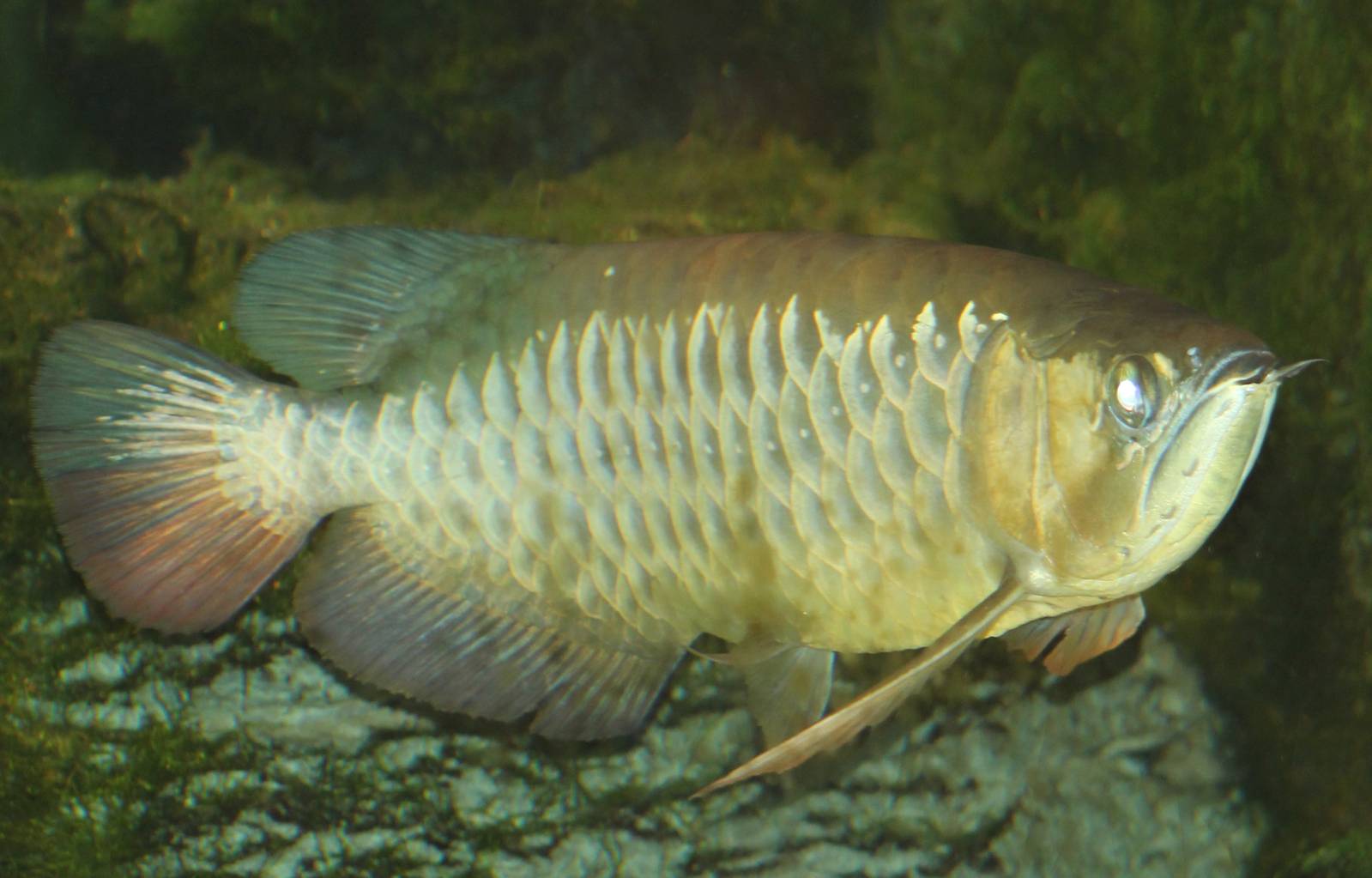 Asian Arowana Scleropages formosus