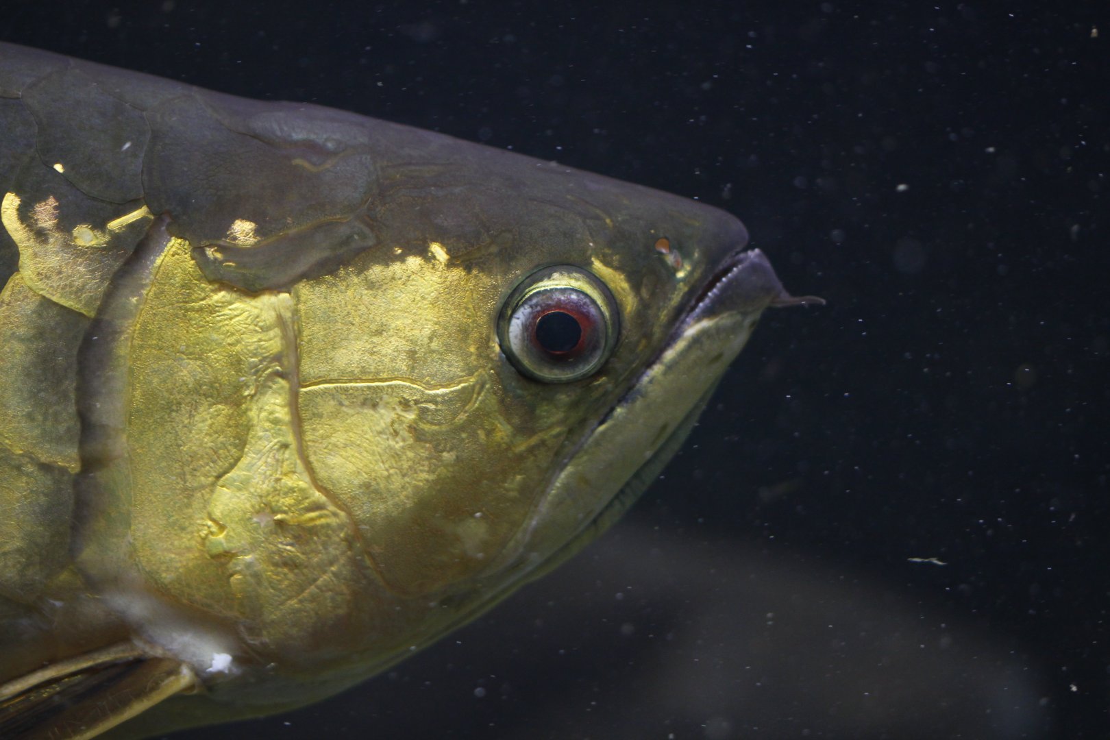 Asian arowana (Scleropages formosus)