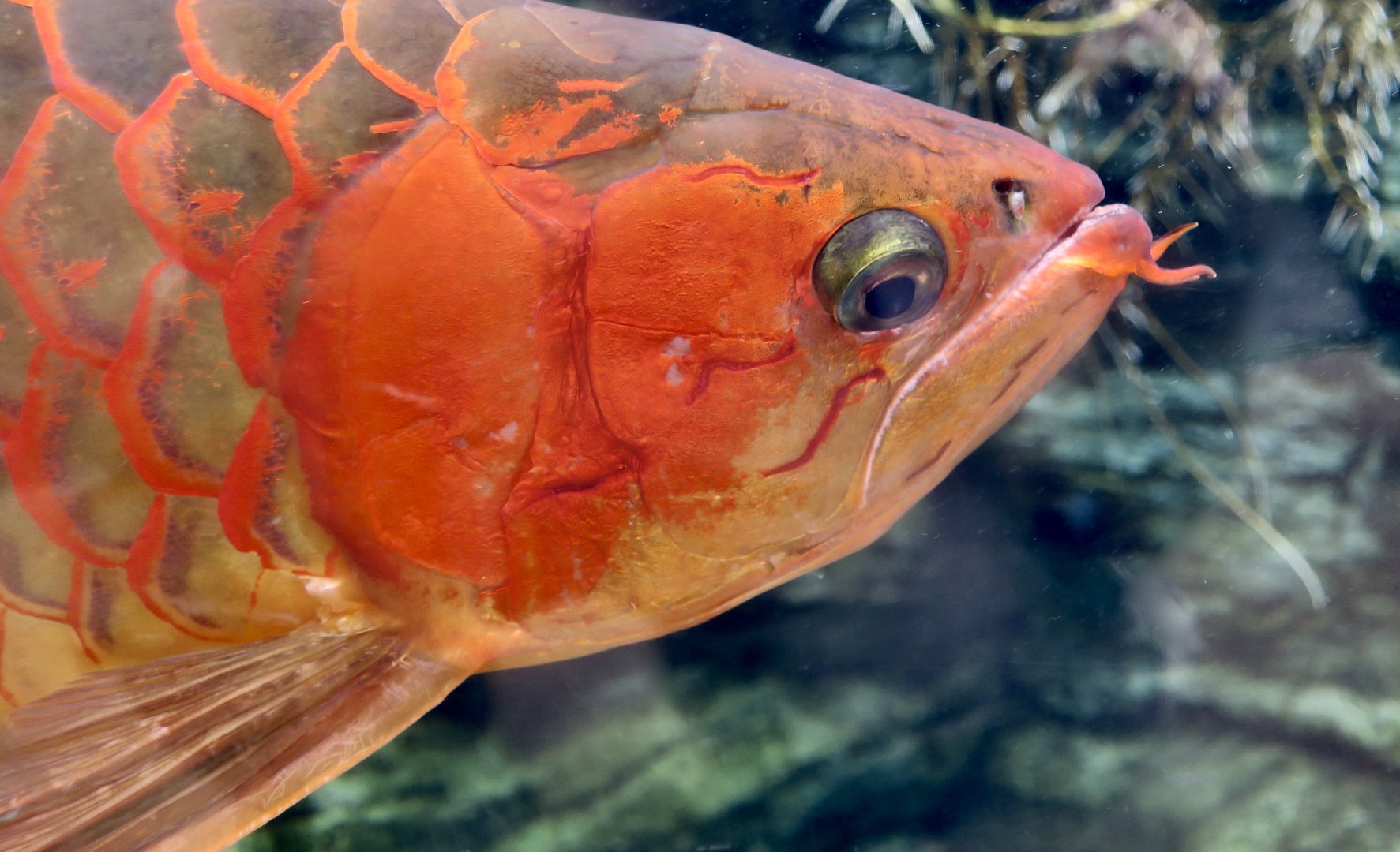 Asian Arowana (Scleropages formosus)