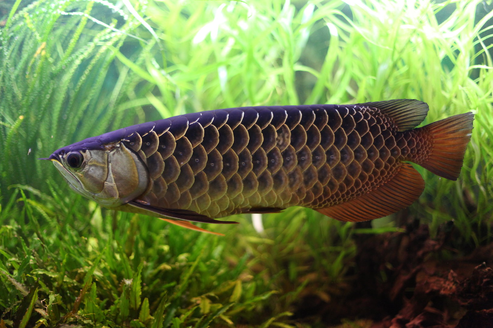 Asian arowana (Scleropages formosus)