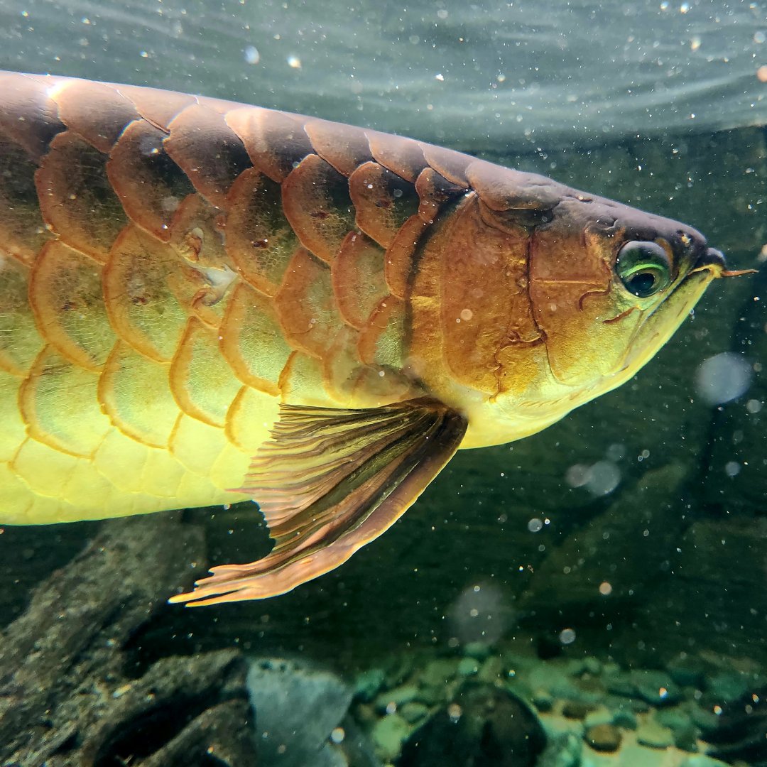 Asian Arowana (Scleropages formosus)