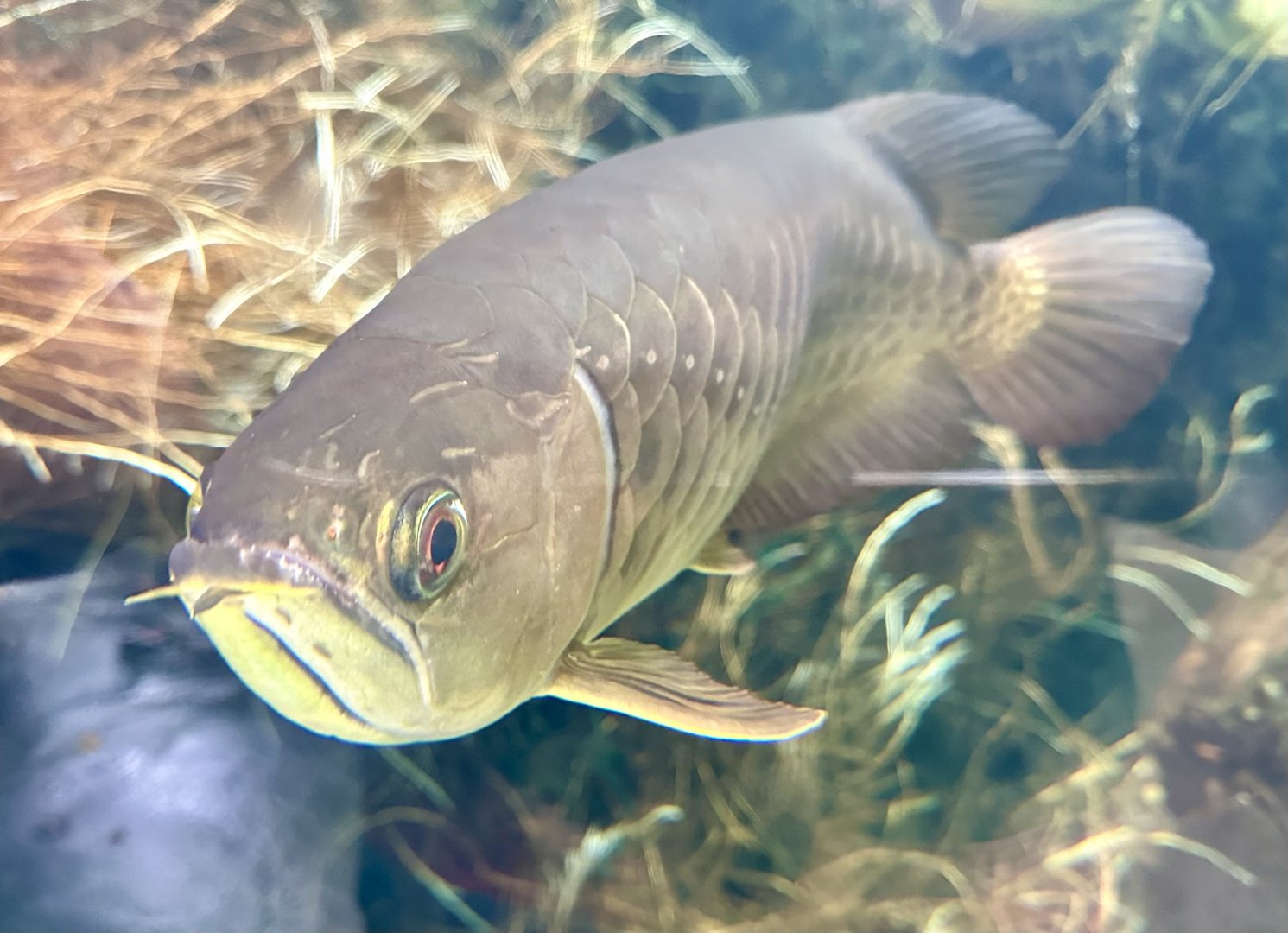 Asian arowana (Scleropages formosus)