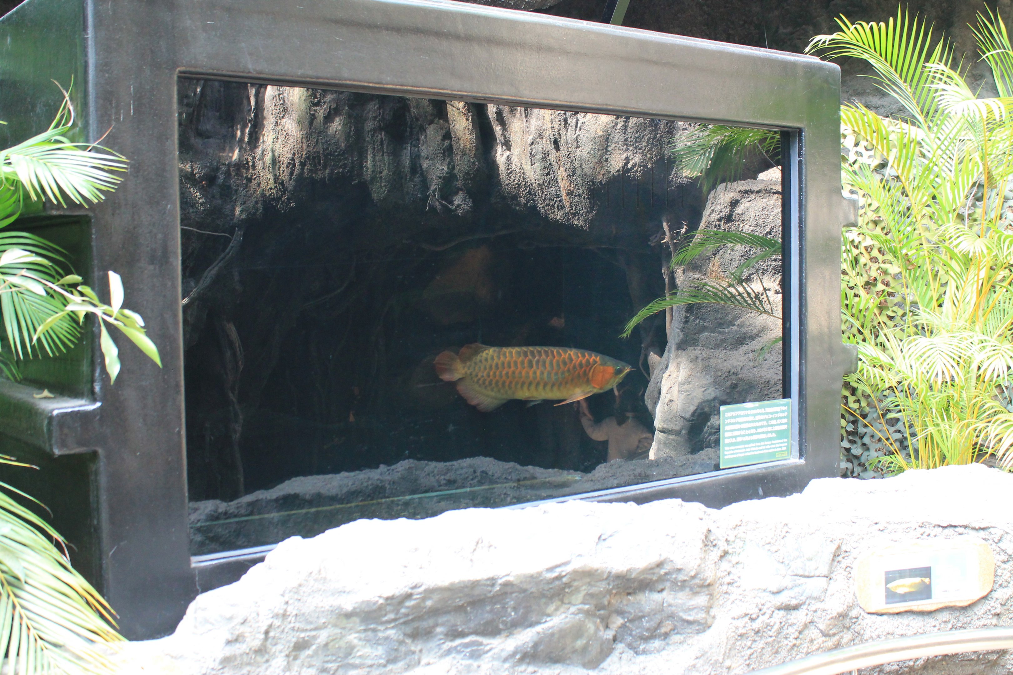 Asian Arowana (Scleropages formosus)