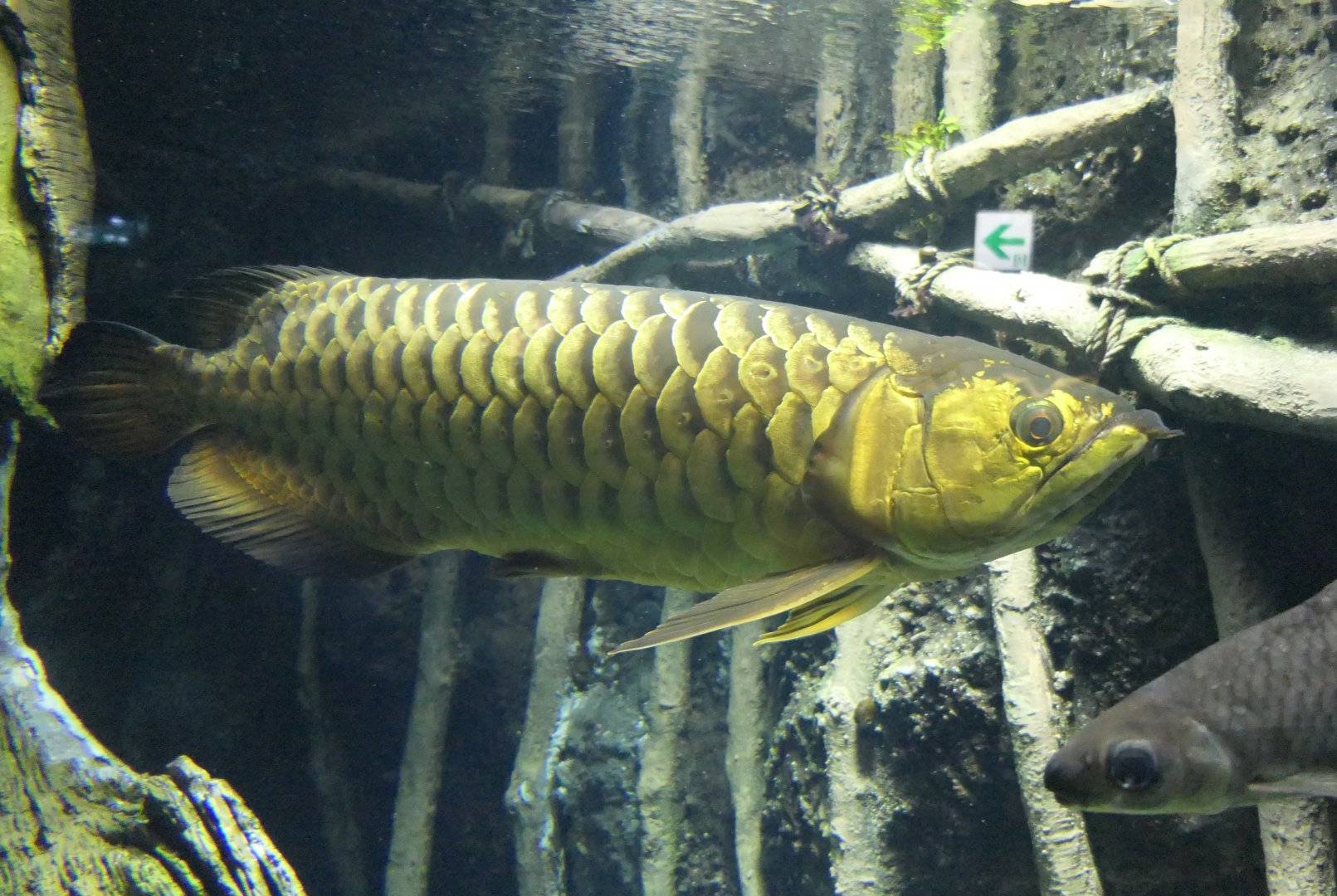 Asian Arowana (Scleropages formosus)