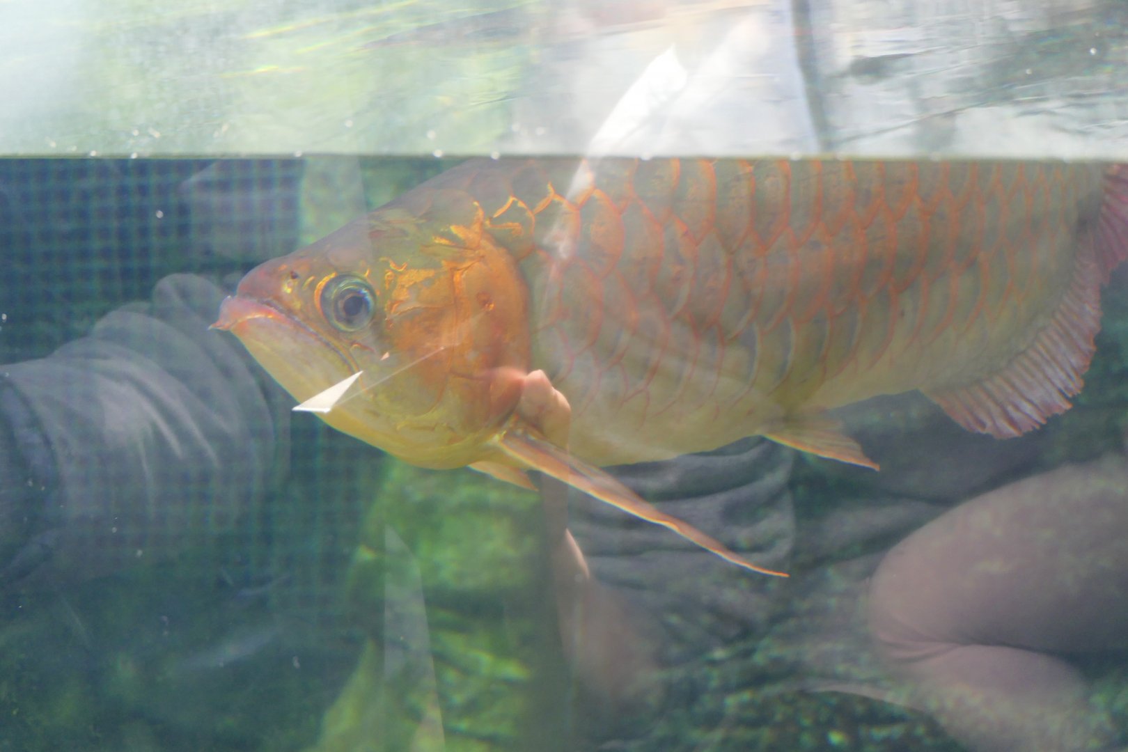 Asian Arowana (Scleropages formosus)
