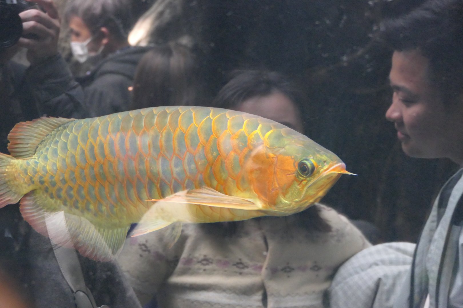 Asian Arowana (Scleropages formosus)