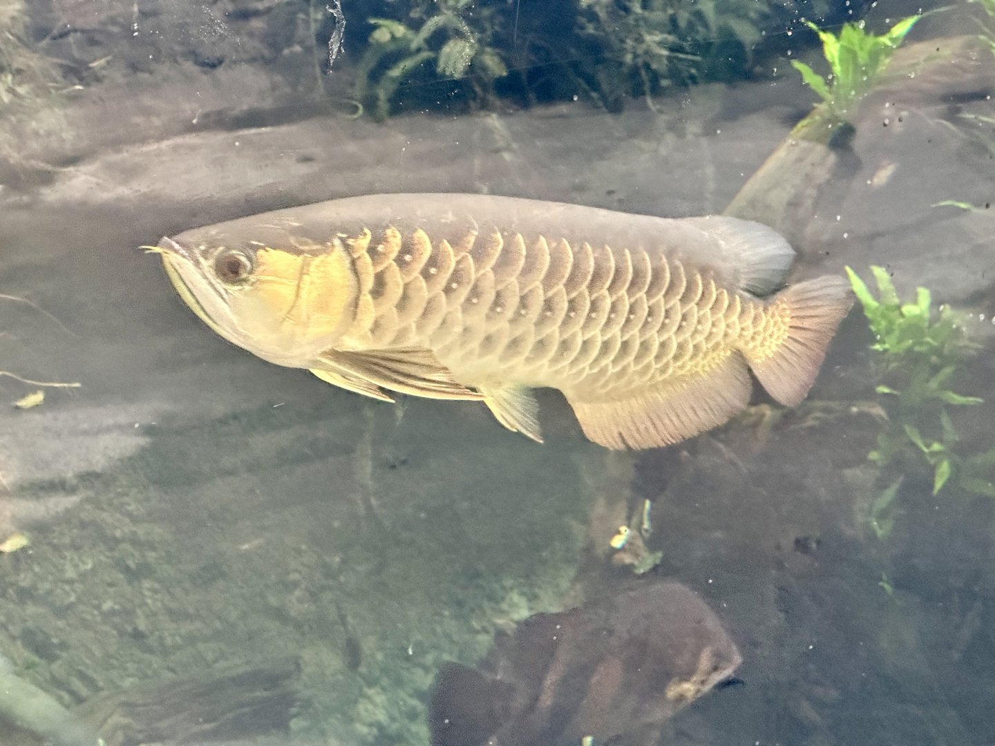 Asian arowana (Scleropages formosus)
