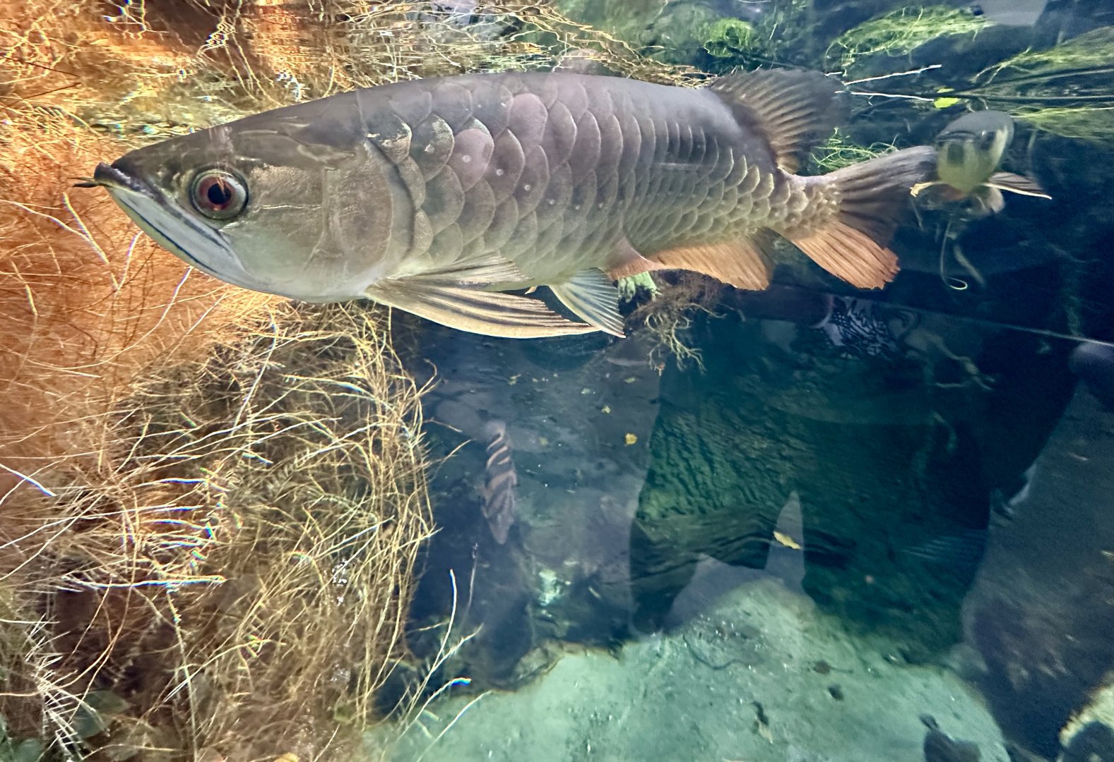 Asian arowana (Scleropages formosus)