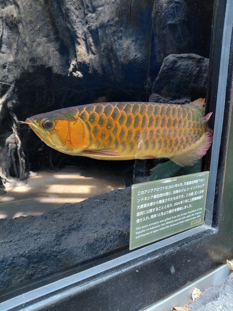 Asian Arowana (Scleropages formosus)