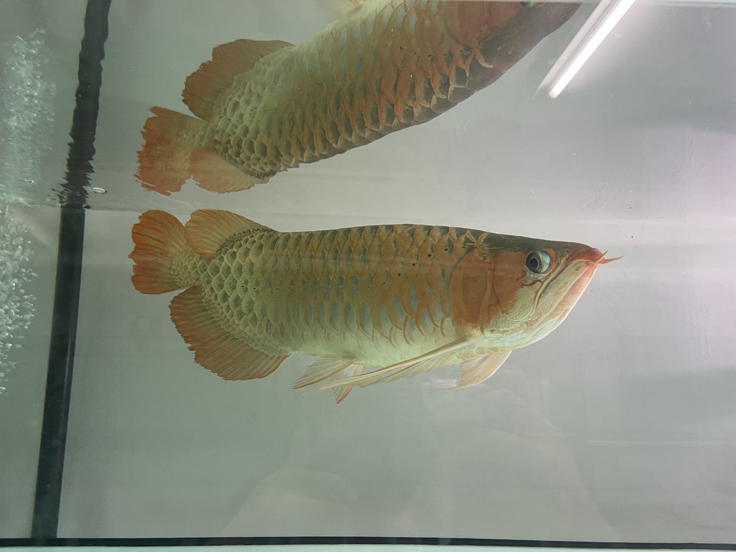 asian arowana (scleropages formosus)
