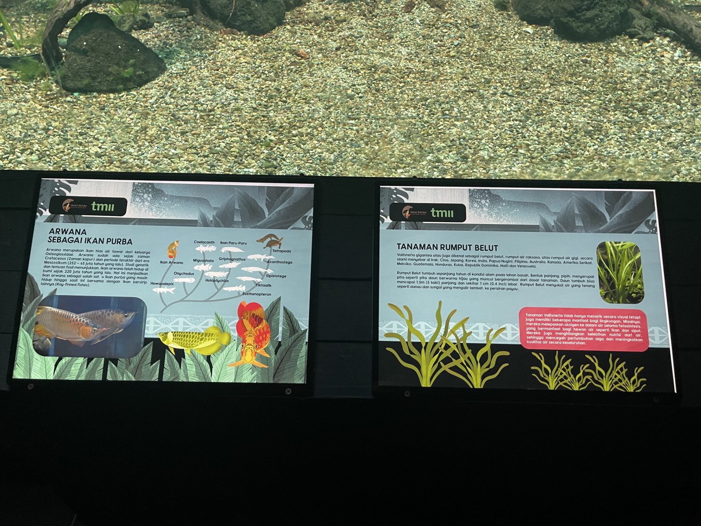 asian arowana signage - dunia air tawar