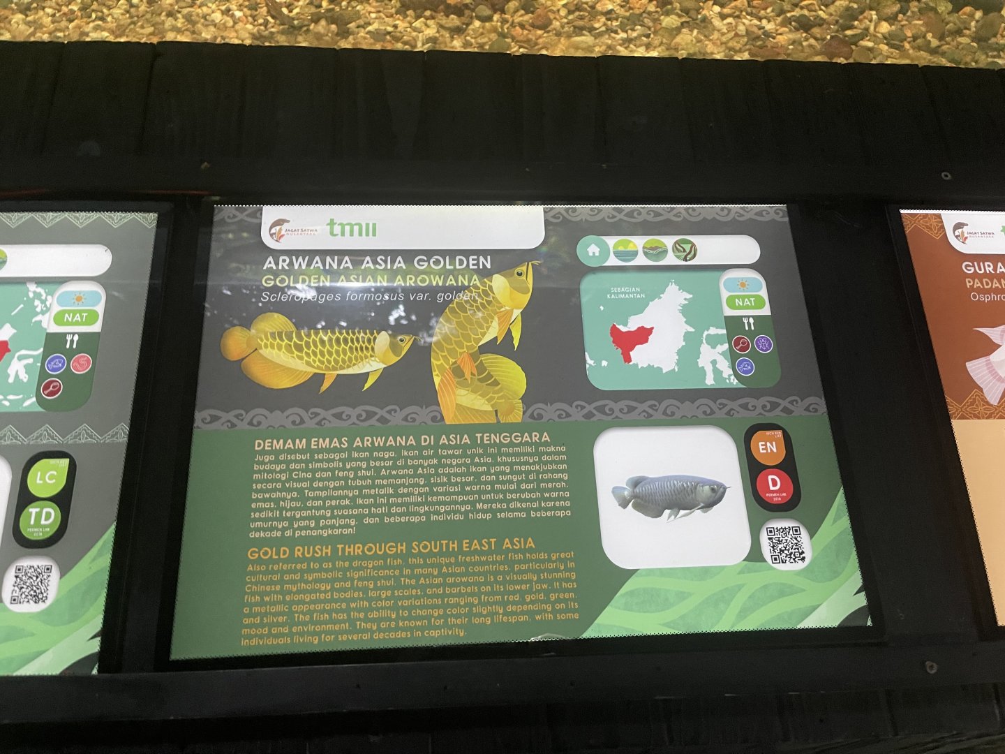 asian arowana signage - dunia air tawar