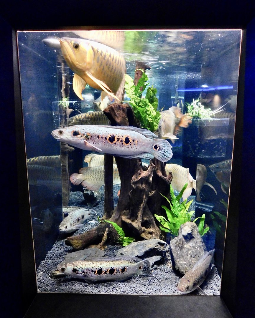 Asian Arowana & Snakehead Tank - Kawasui Kawasaki Aquarium October 8, 2025