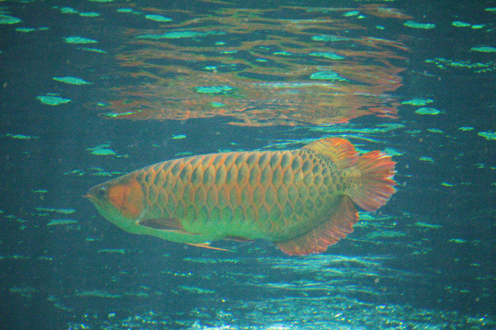 Asian Arowana, Sungai Kapuas variation