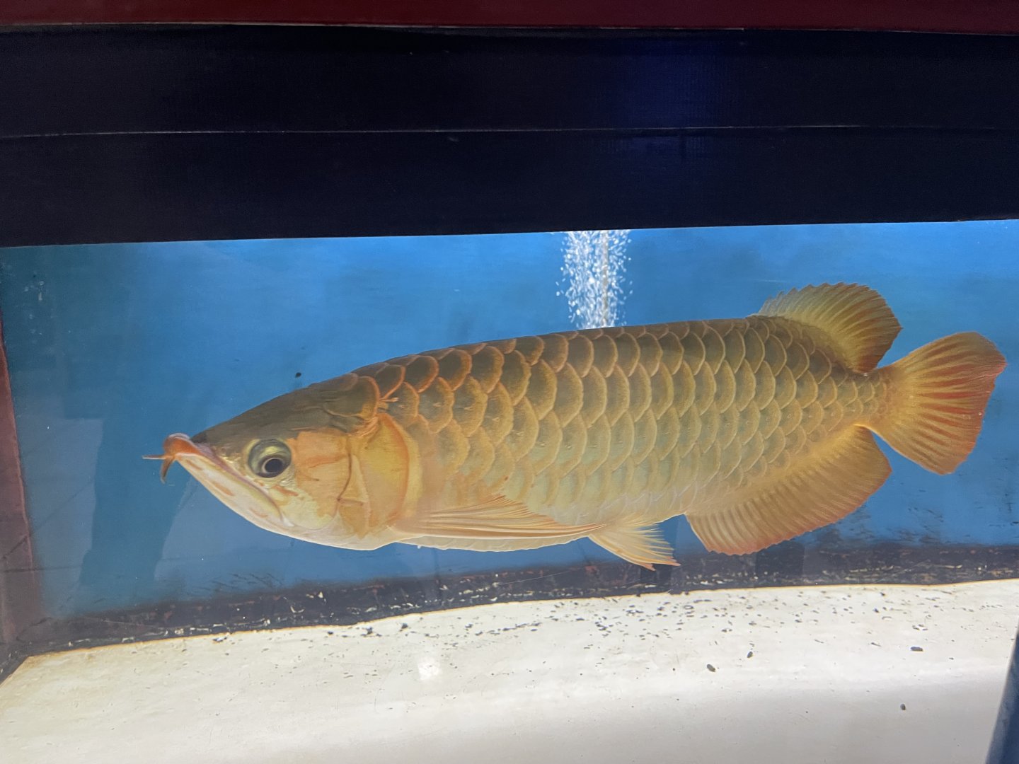 asian arowana “super red” (scleropages formosus)