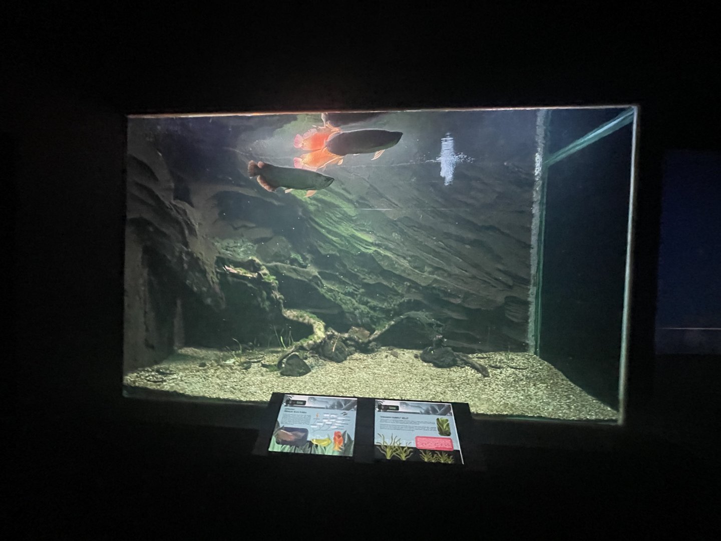 asian arowana tank - dunia air tawar