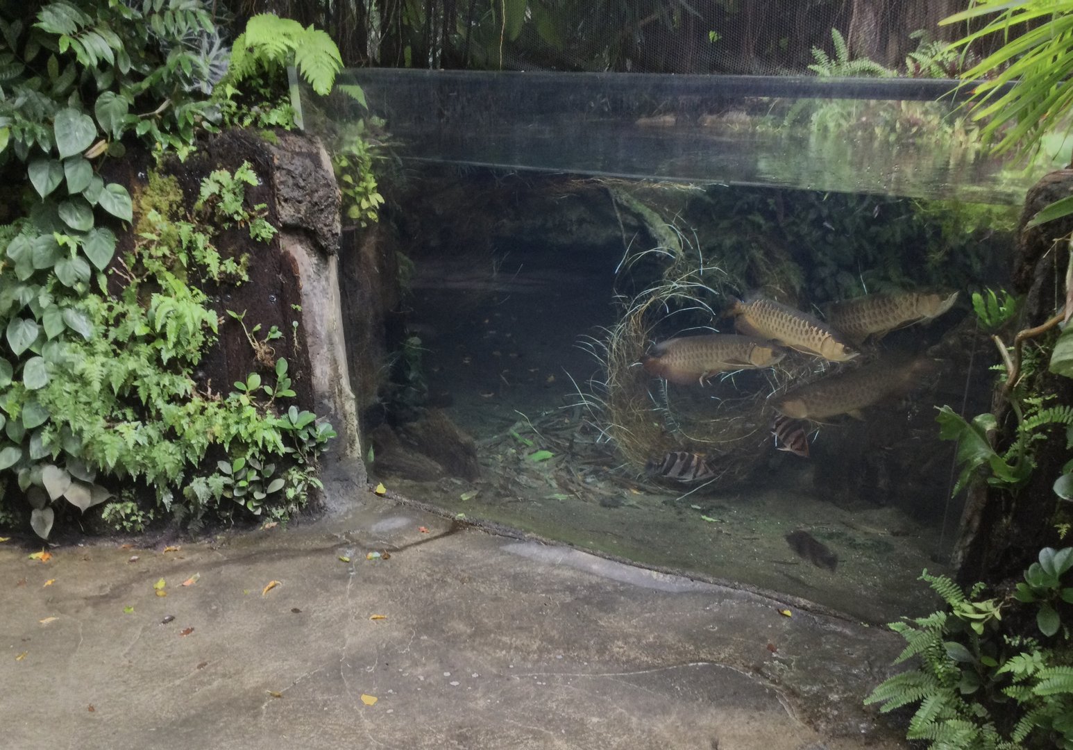 Asian Arowana Tank (Tropical Dome) - South East Asian Precinct