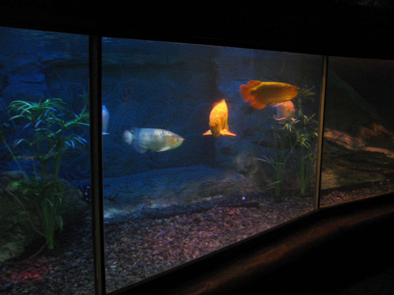 Asian arowana tank