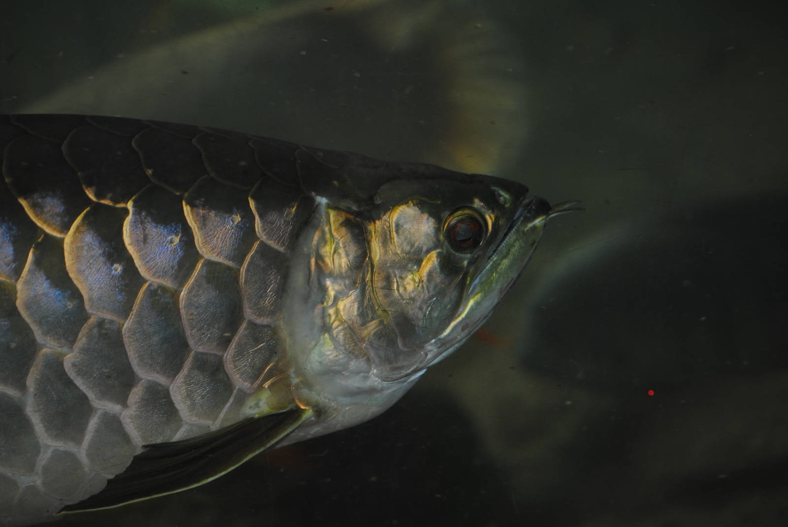 Asian Arowana